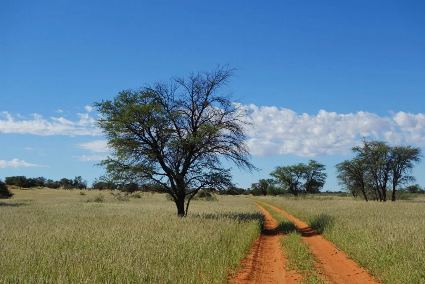 Chemin de terre rouge traversant un champ herbeux, avec plusieurs arbres dispersés et un ciel bleu avec des nuages blancs.