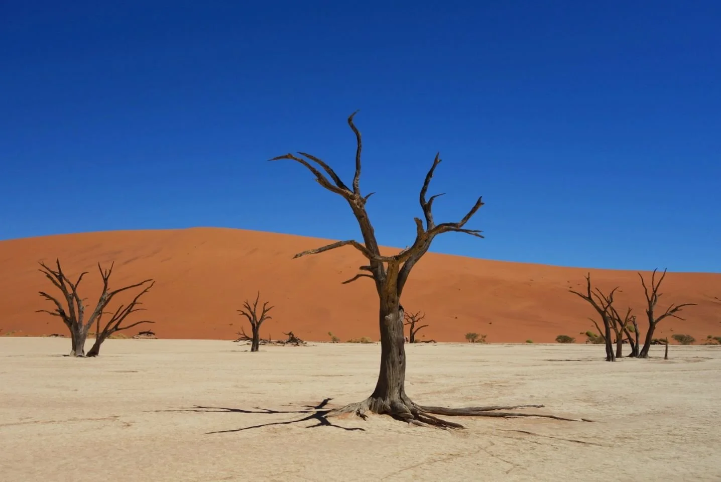 Arbres morts dans un désert avec dunes de sable orange et ciel bleu clair.