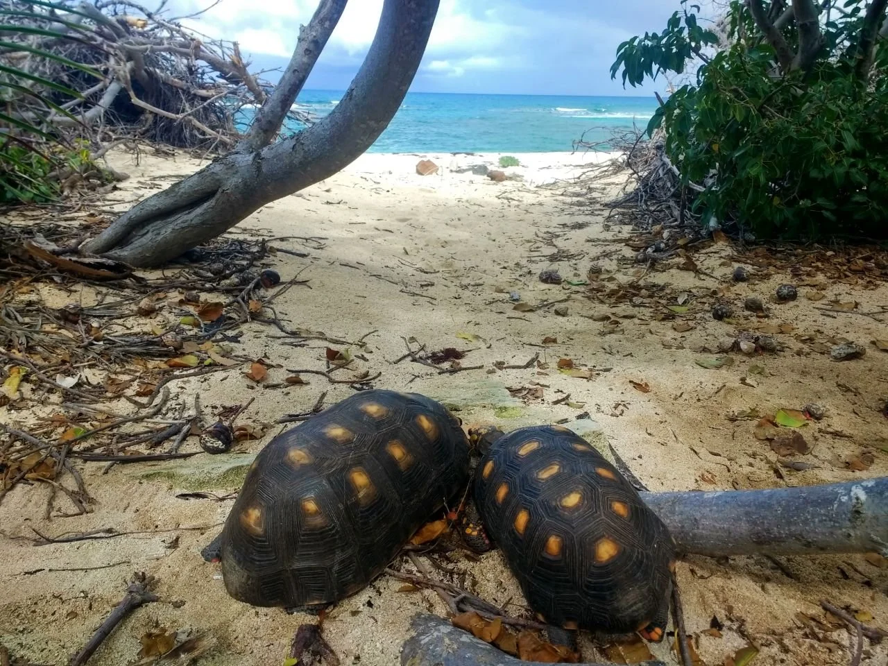 Deux tortues terrestres sur une plage de sable, entourées de végétation et de branches, avec l'océan en arrière-plan.
