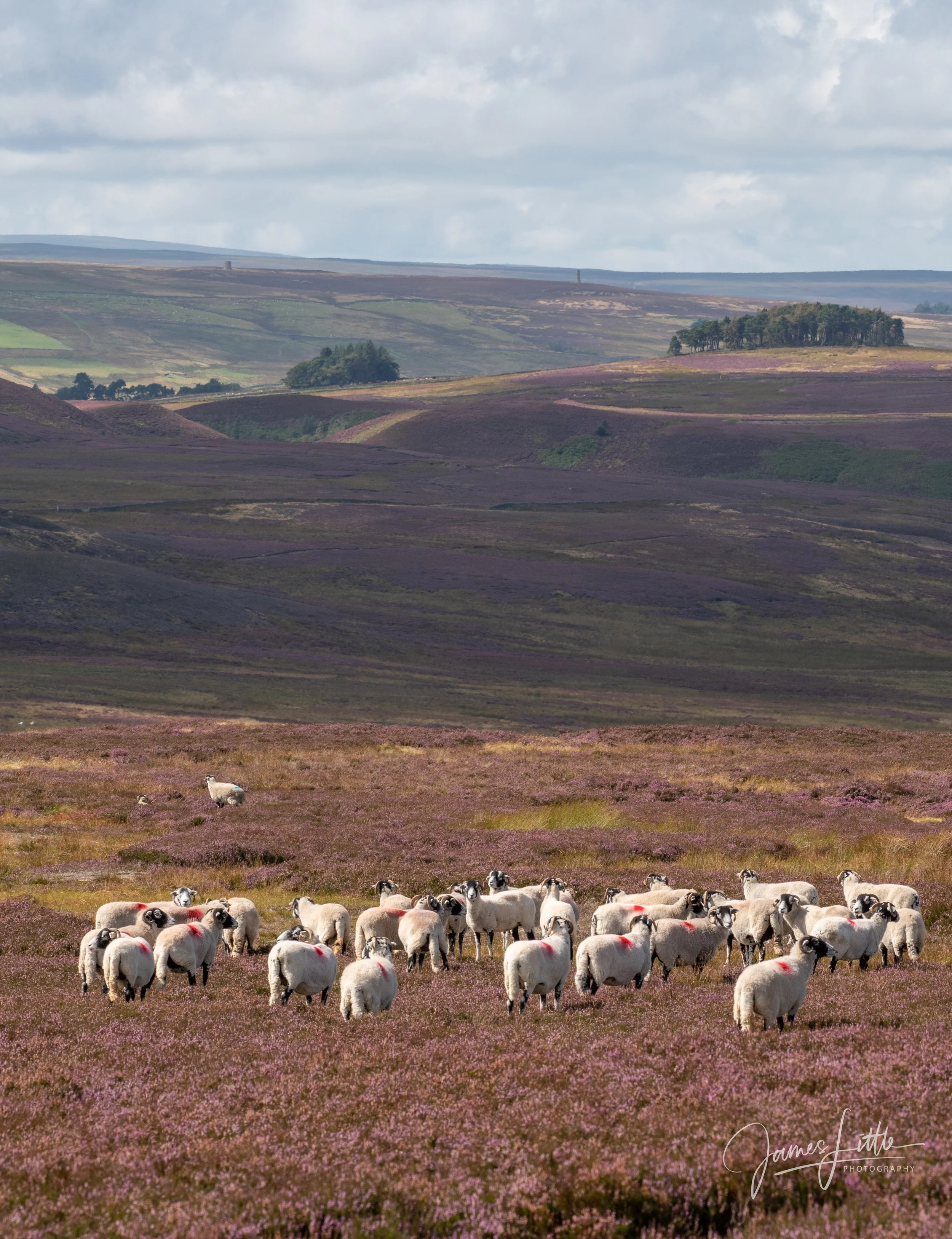 Some sheep in the heather on a fell near Whitley Chapel