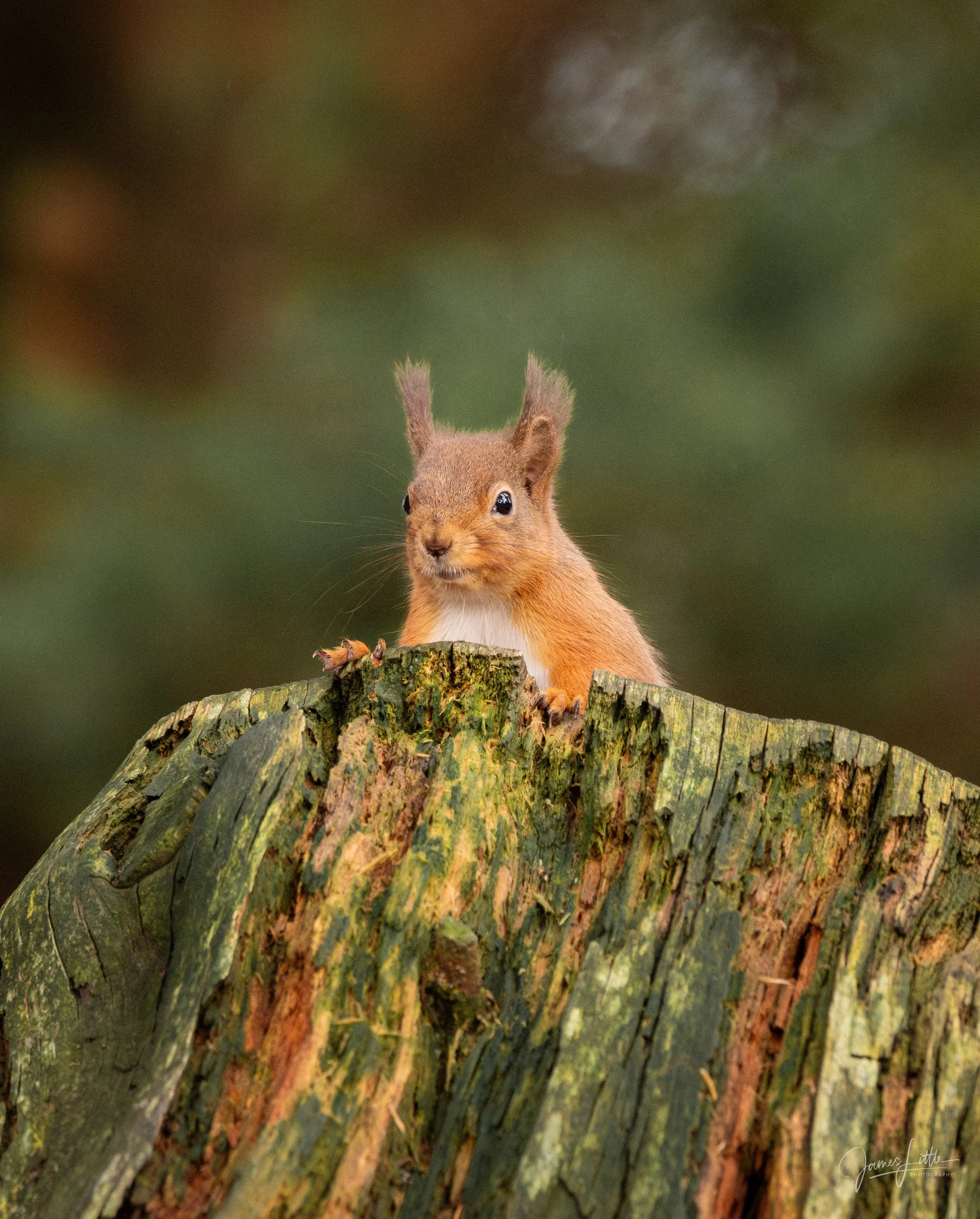 red squirrel northumberland