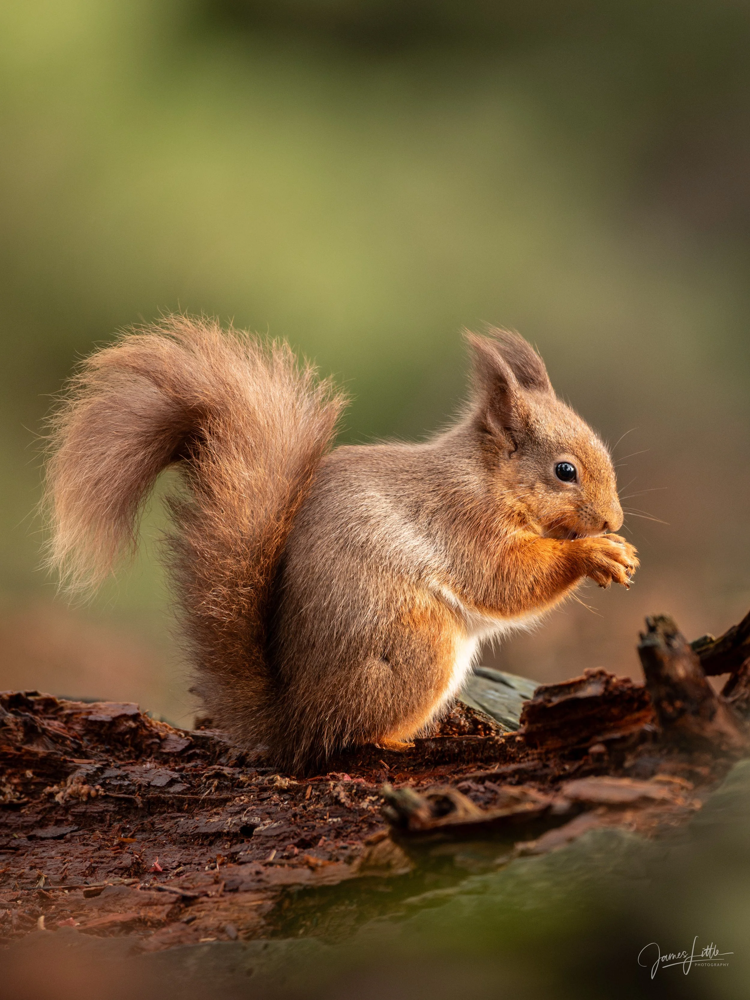 Northern Englands Remaining Red Squirrels