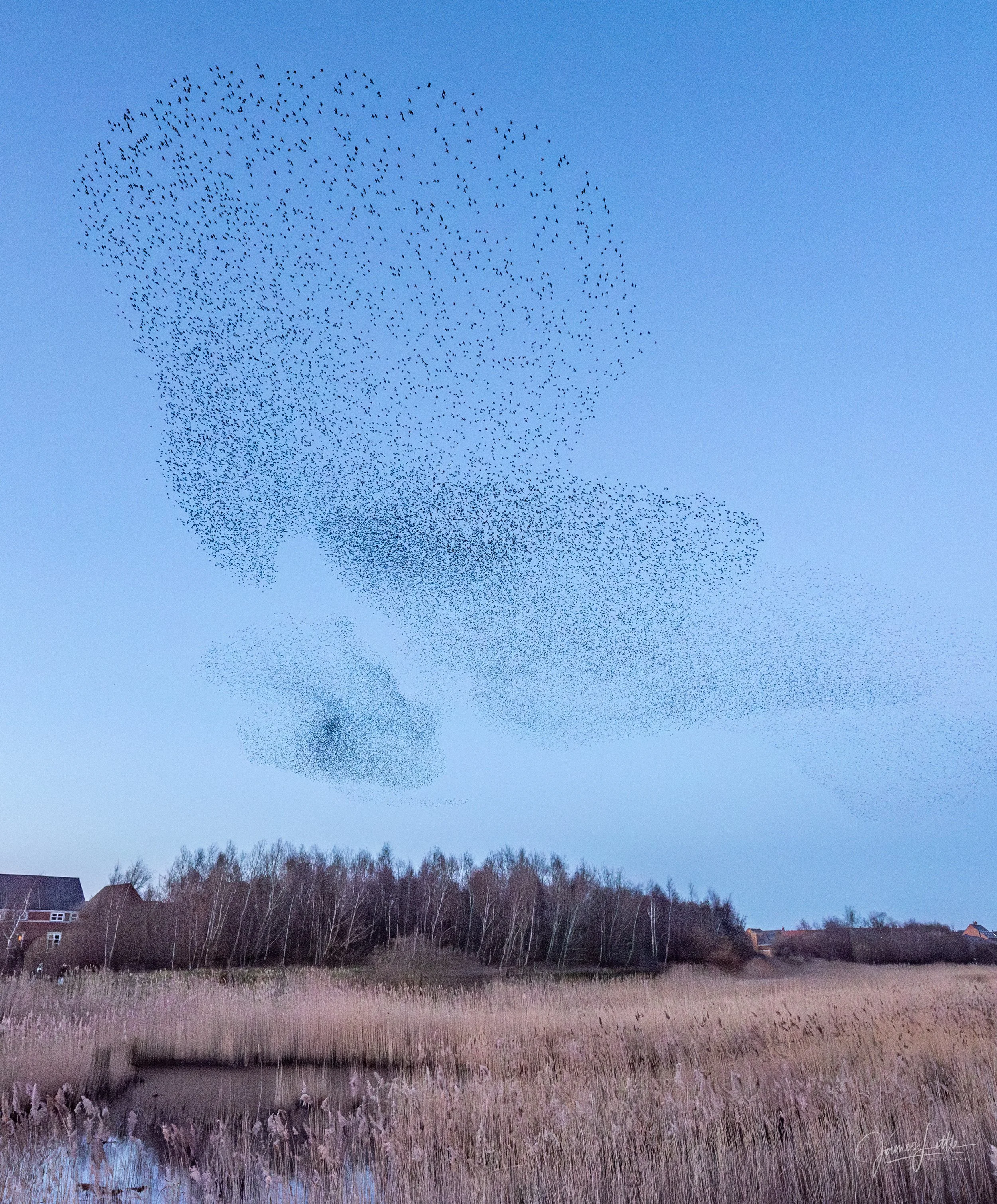 Starling Murmuration near Newcastle