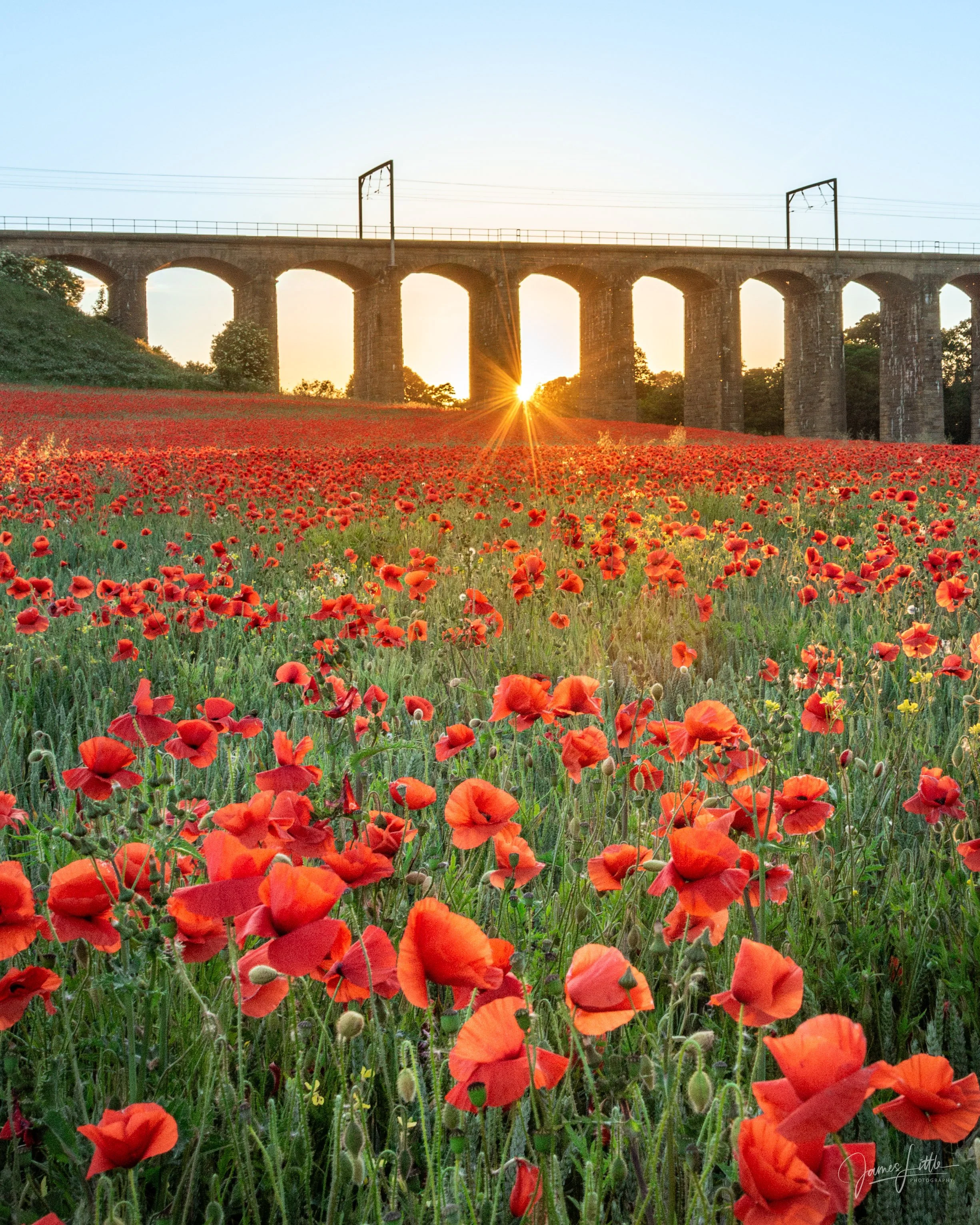 The Poppy Fields of Northumberland