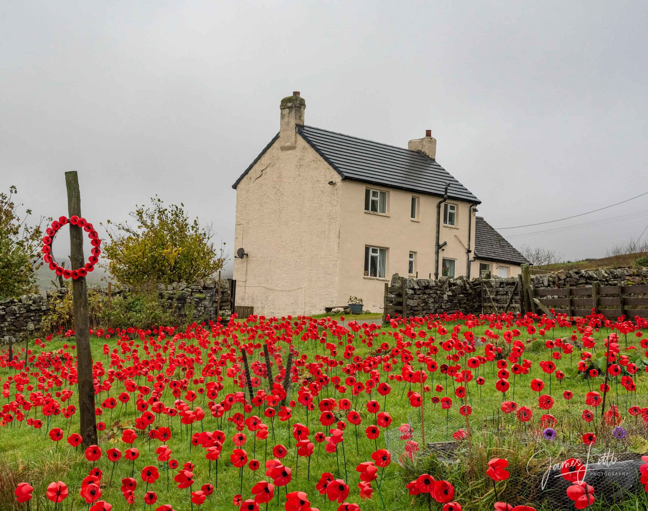 Poppies for remembrance Sunday at a house near Westgate