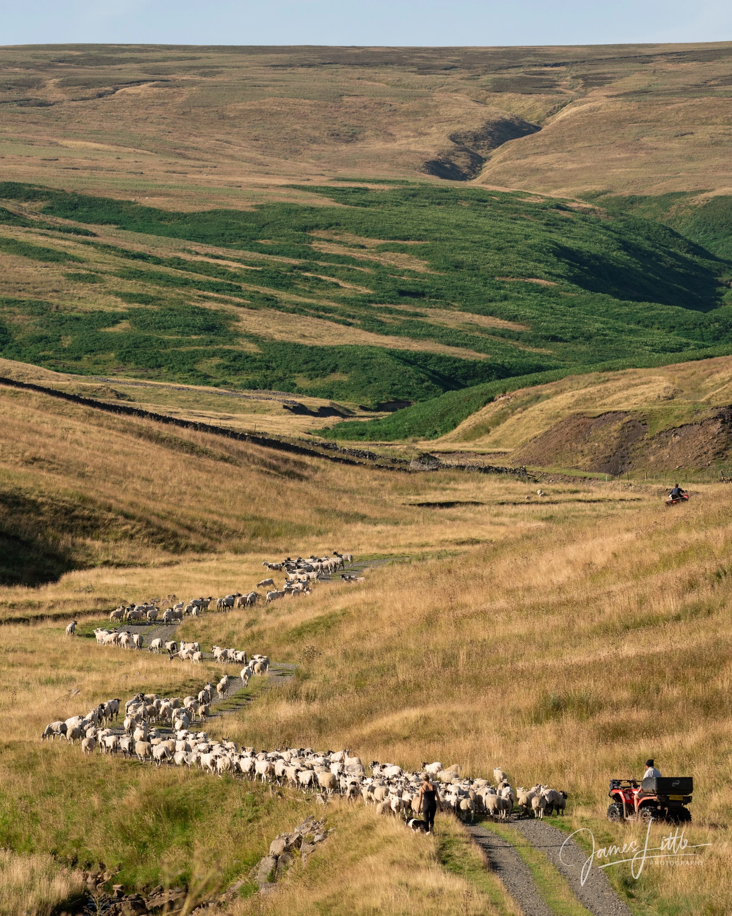 A traditional scene in the North Pennines Natural Landscape as a farmer gathers his sheep off the fell. 