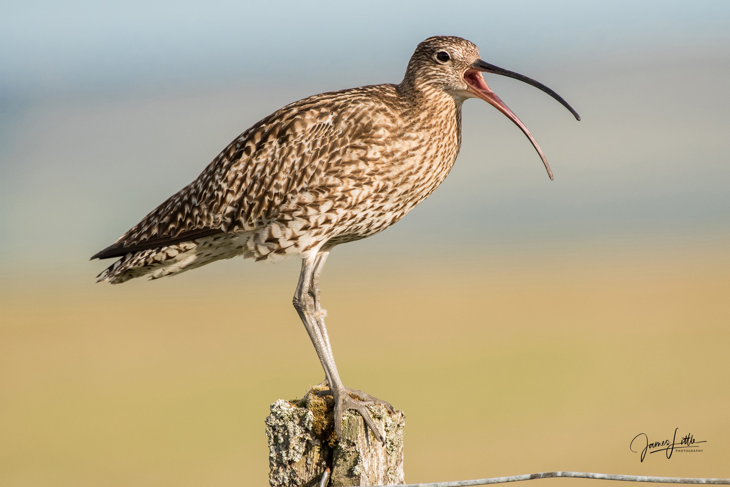 A bird with brown streaked feathers and a long, curved bill perched on a weathered wooden post, with its beak open.