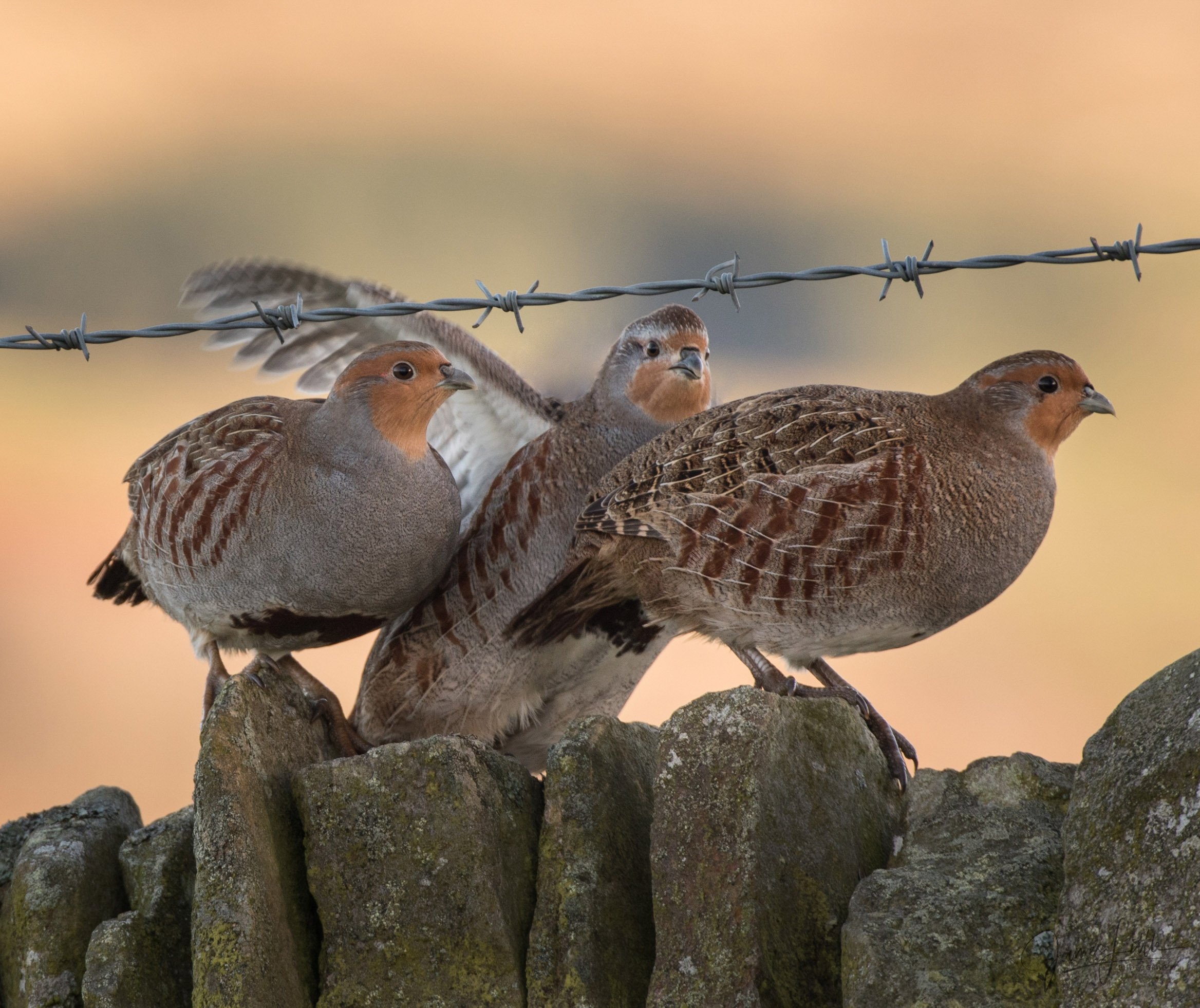 Grey Partridge - Copy.jpg