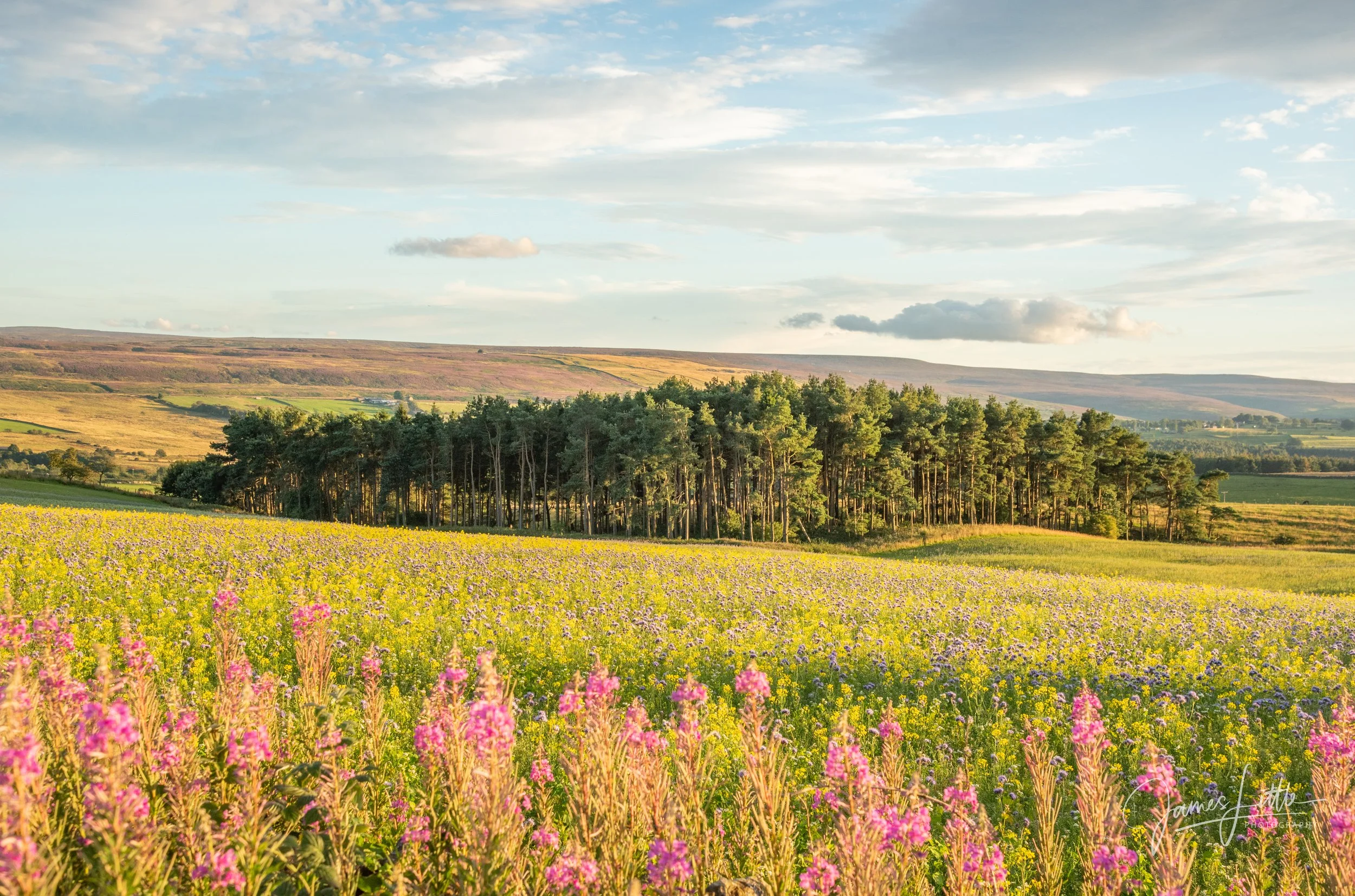 A field just off the A68 near Carterway Heads and Kiln Pitt Hill. 
