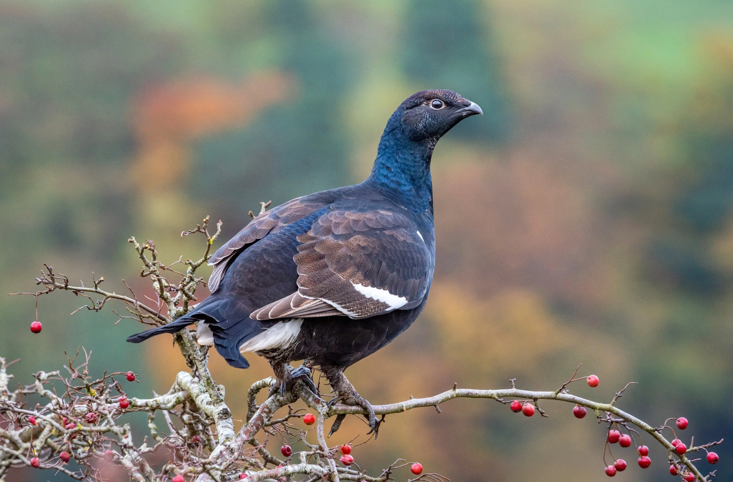 A dark-colored bird with a blue neck, perched on a branch with red berries, against a blurred autumnal background.