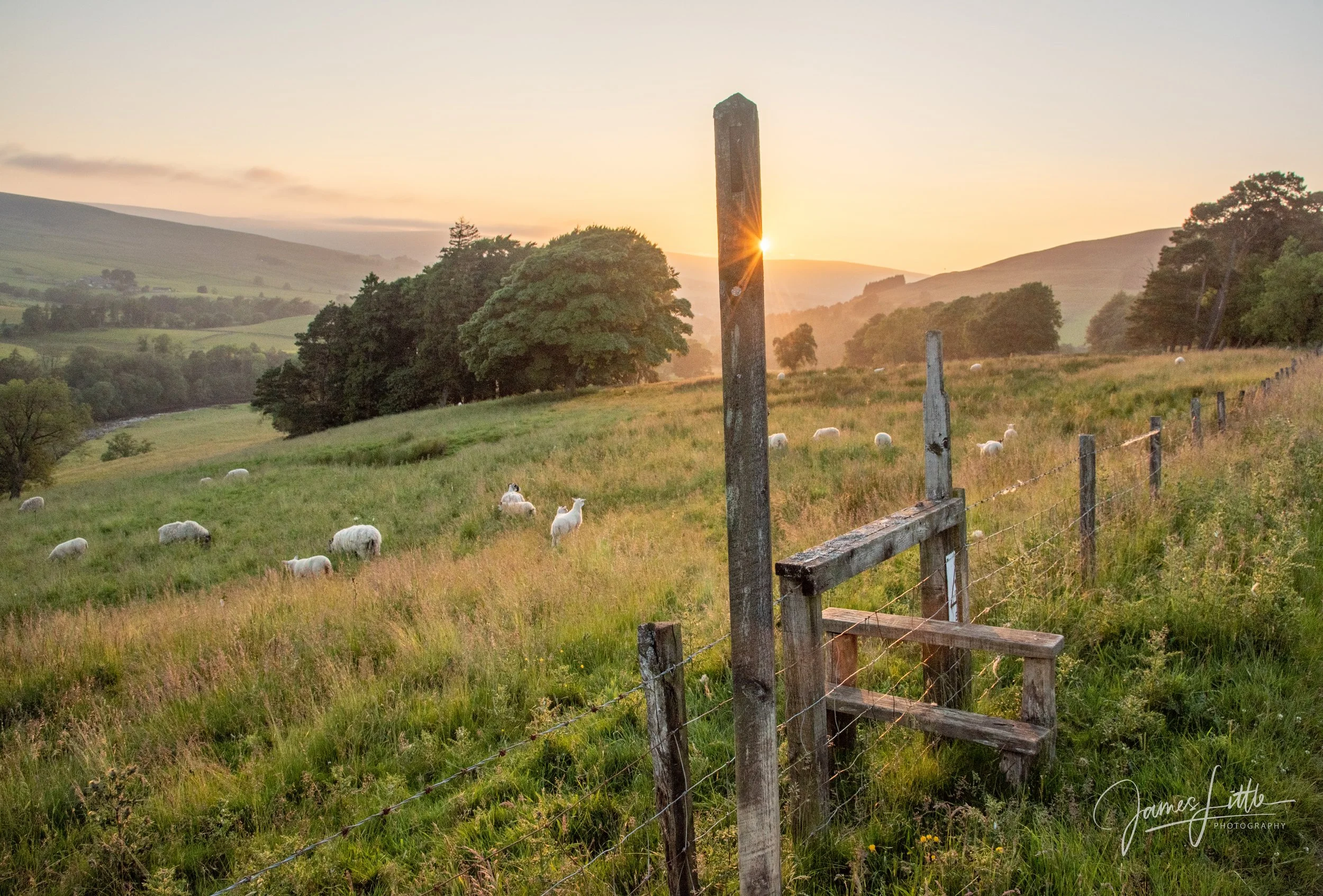 A rural landscape at sunset with green fields, sheep grazing, trees, and hills in the background. A wooden fence runs along the right side of the image. Taken on an evening walk near Alston. 
