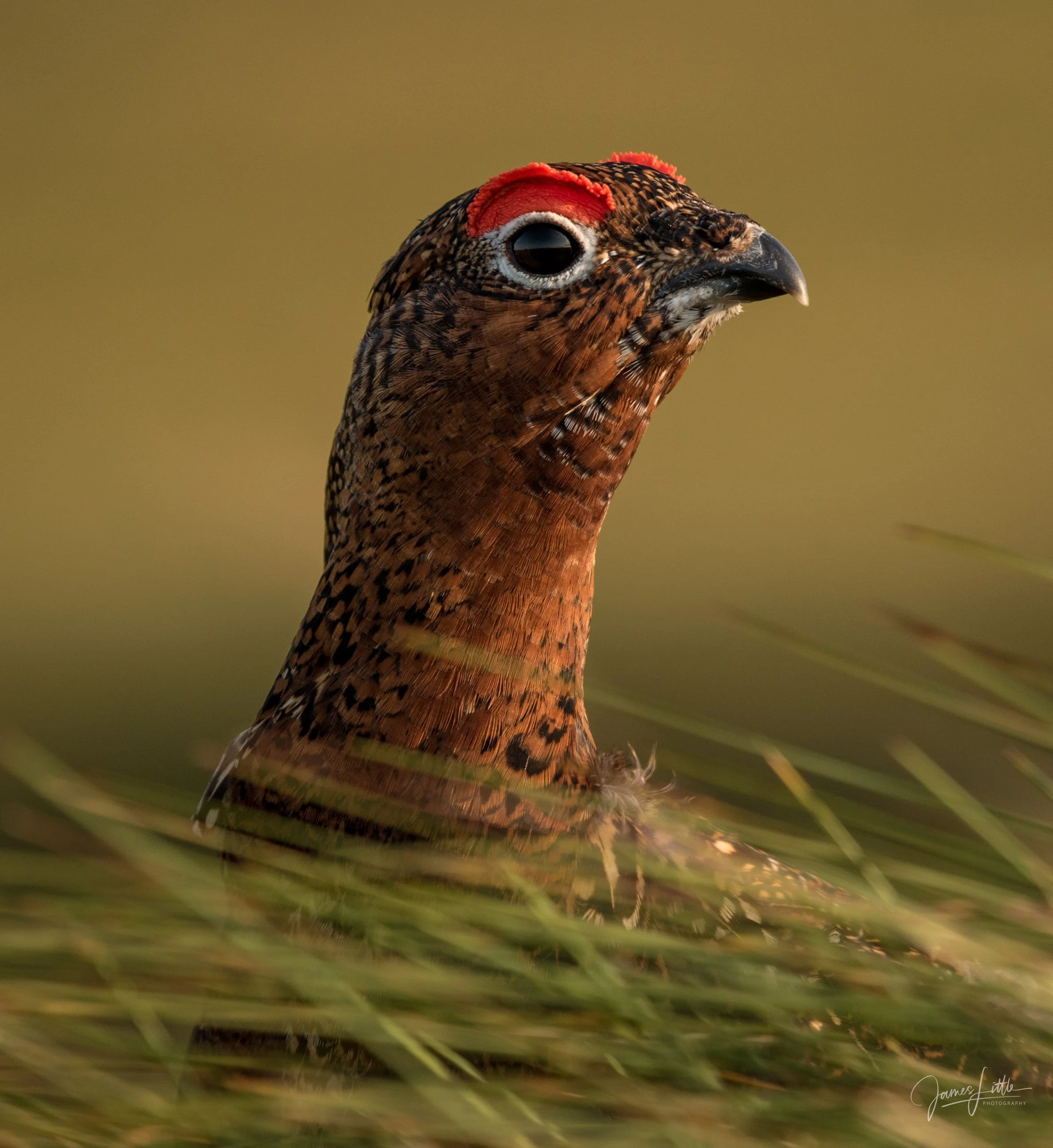 This was the first wildlife image that made me fall in love with the genre