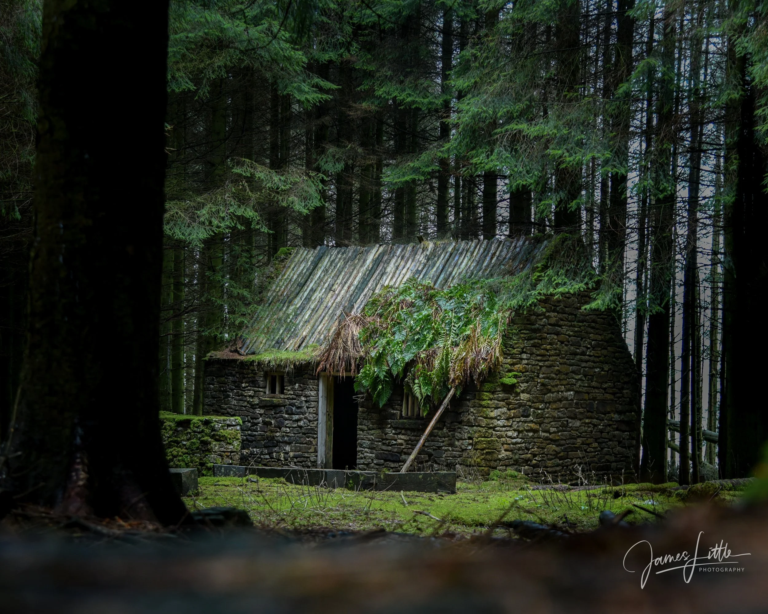 An abandoned stone house with a moss-covered roof in a dense forest surrounded by tall trees. Killhope Lead Mine