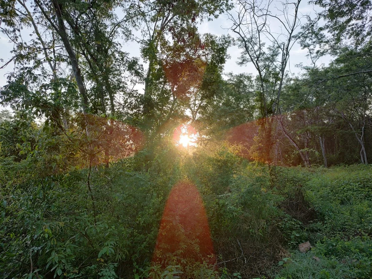 Sun shining through thick brush in jungle