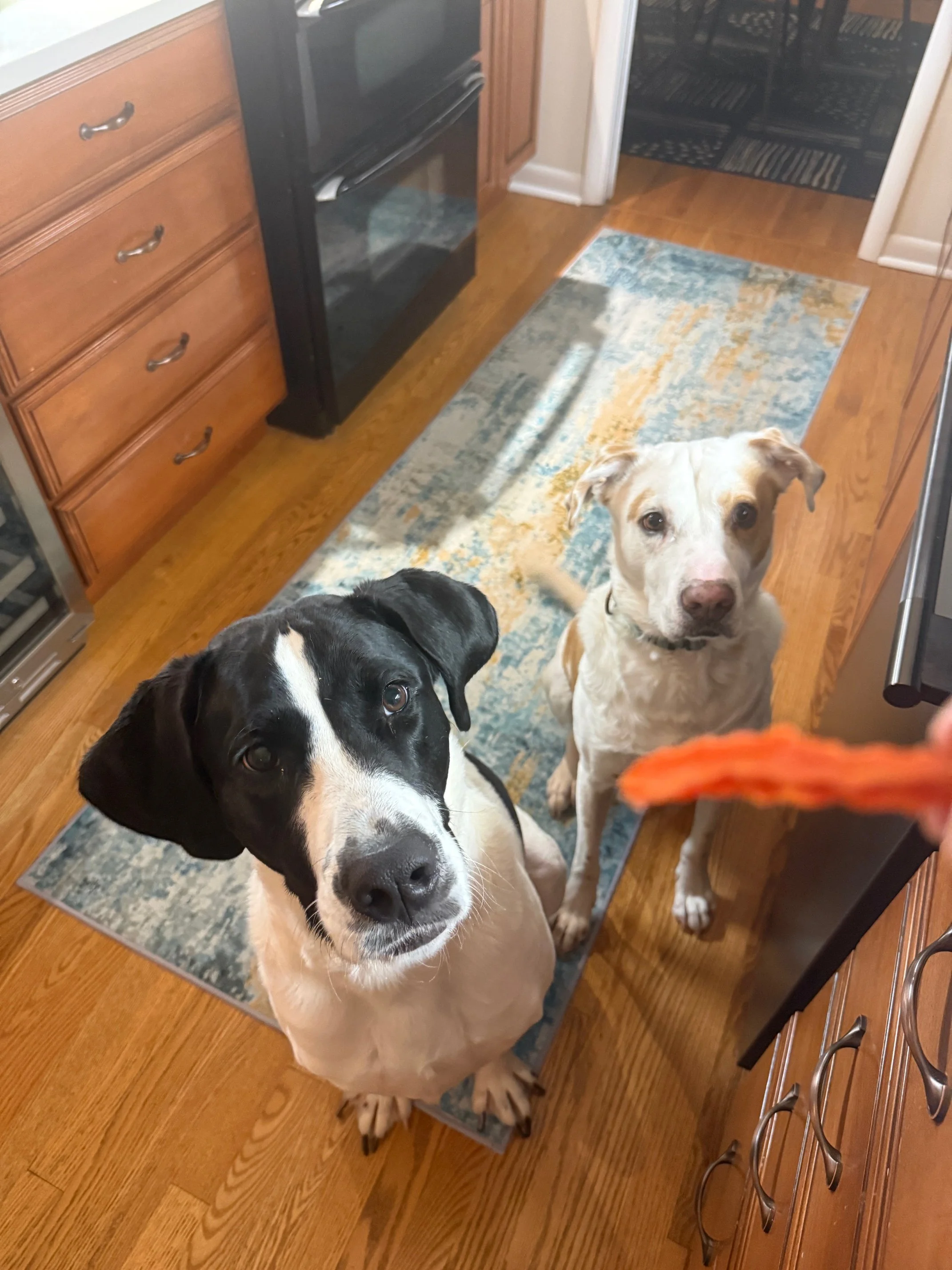 Two dogs sitting on a rug in a kitchen, looking up at a hand holding a treat.