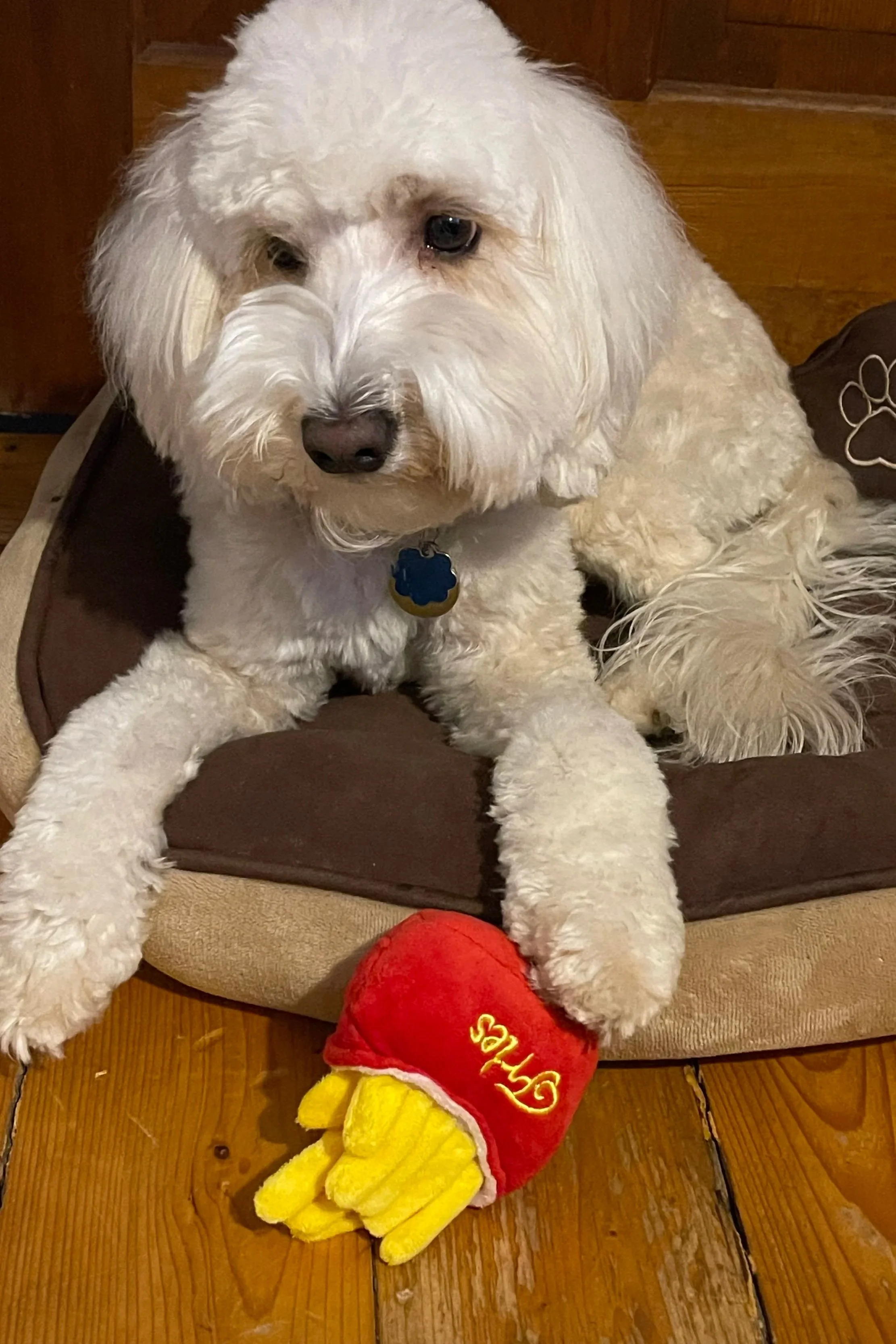 A cream-colored, fluffy dog lying on a dog bed with a grilled cheese toy in front of it. The dog is wearing a collar with a blue bone-shaped tag, and has a slightly sad or tired expression.