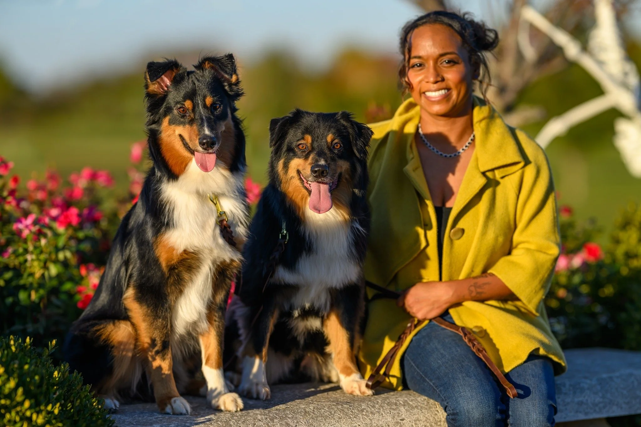 A woman wearing a yellow coat sitting on a stone bench outdoors with two Australian Shepherd dogs, with blooming flowers in the background.