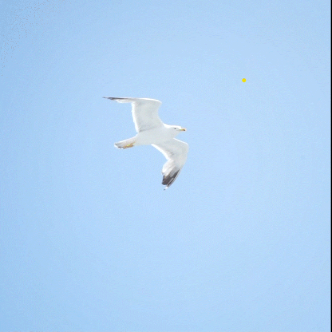 New Collar_Eich_FINAL_6_1.gif