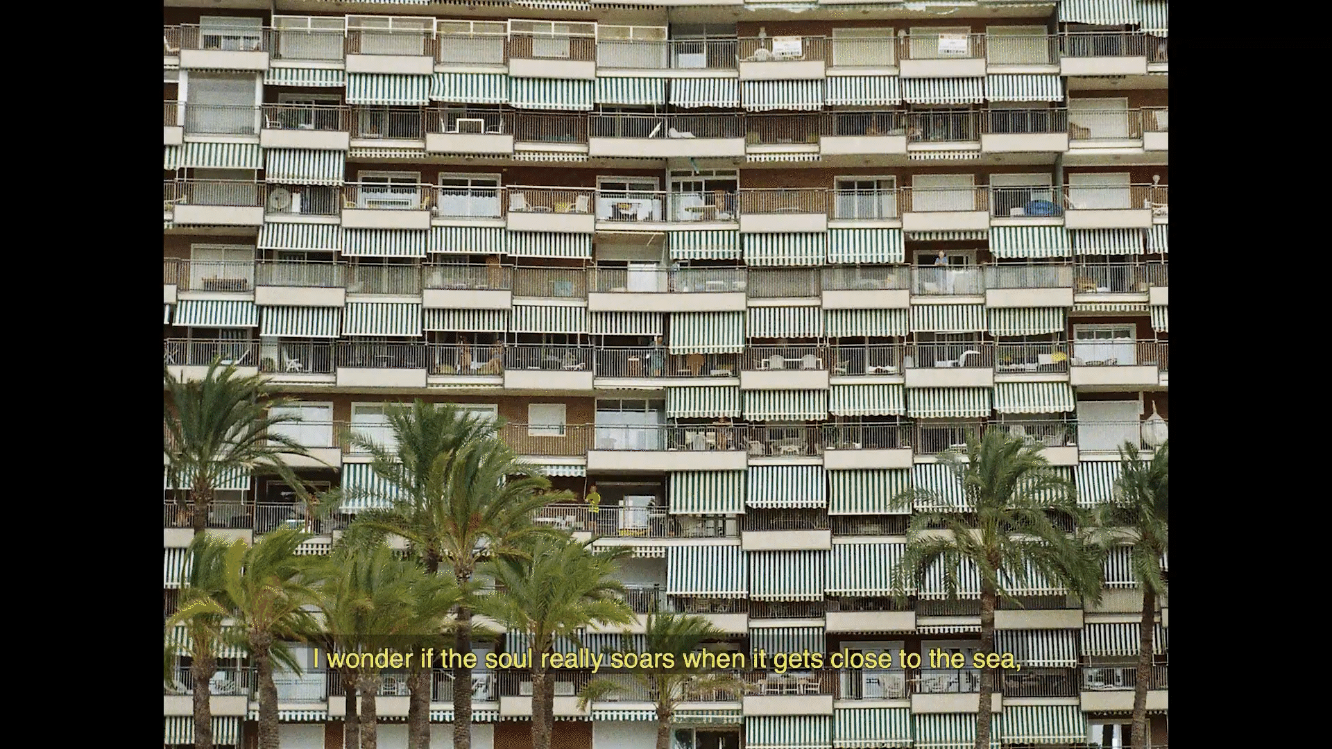 tiburon en benidorm.gif