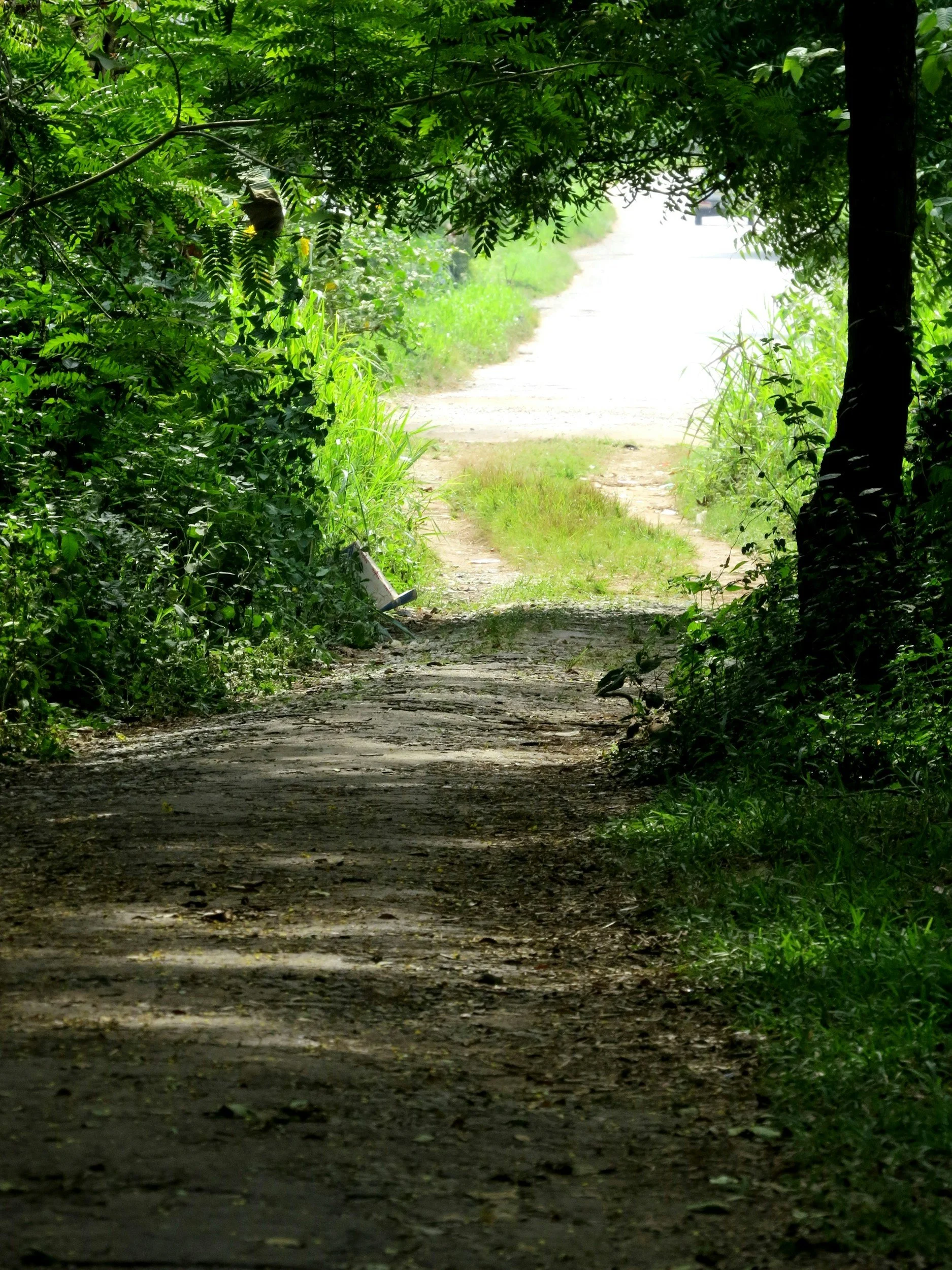 A dirt pathway through a dense green forest, leading to a brighter area with a partially visible vehicle or structure in the background.
