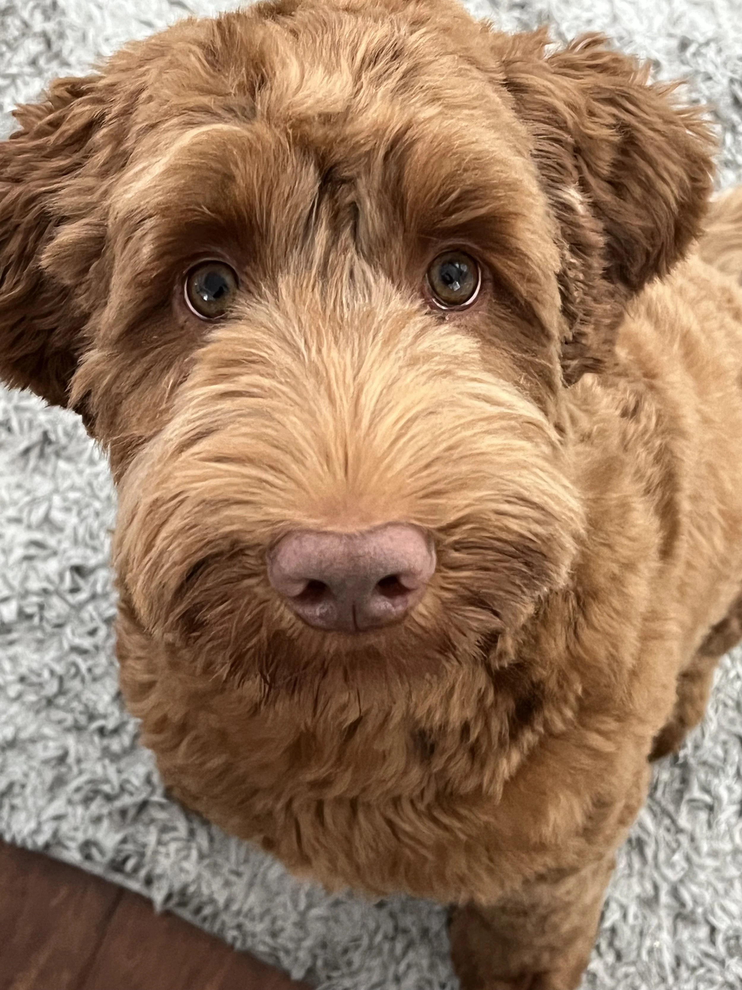 Close-up of a brown curly-haired dog sitting on a gray textured rug. The dog's face is centered, showing warm brown eyes and a pink nose. considering adoption for her child and learning how to get pregnant help options to create an adoption plan.