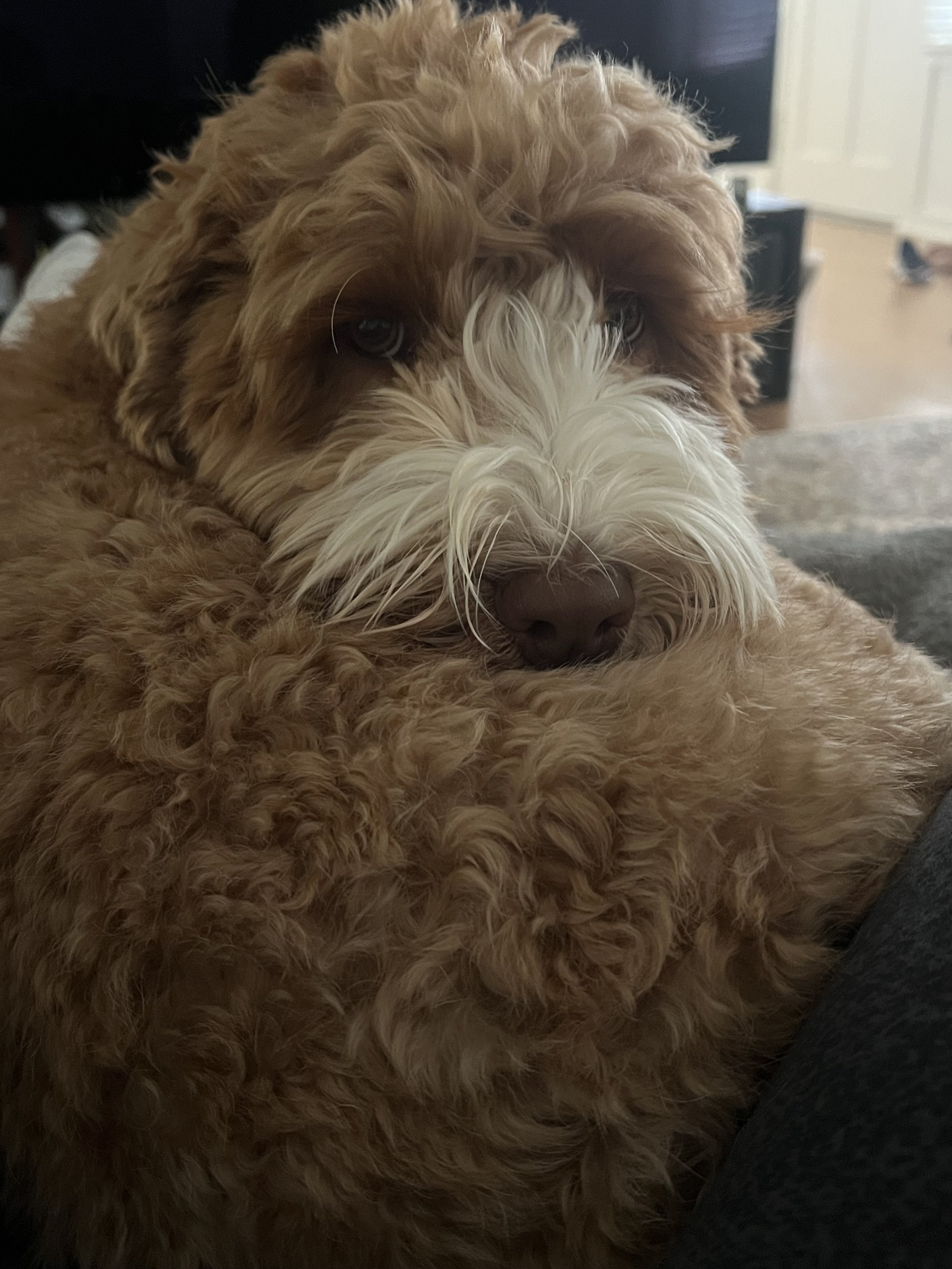 A fluffy, curly-haired, tan and white dog resting its head on a surface, with part of a person's leg and a blurred background in a room. considering adoption for her child and learning how to get pregnant help options to create an adoption plan.