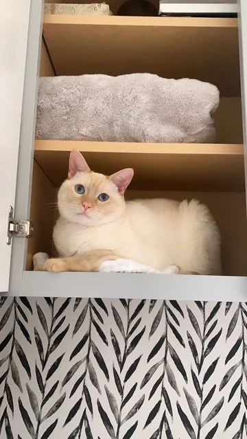 Cream-colored cat with blue eyes lying inside a cabinet with a gray towel on the top shelf and a black and white patterned fabric on the outside of the cabinet.