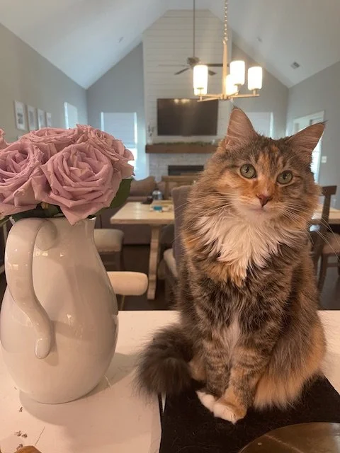 A fluffy tabby cat sitting on a white countertop next to a vase with pink flowers inside, in a modern, well-lit living room with a kitchen and dining area in the background.