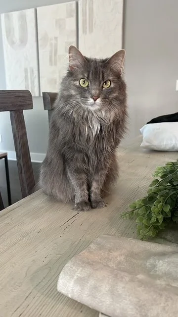 A long-haired gray cat sitting on a wooden table, with a plant and a rolled-up cloth in front of it, and a partly visible bed in the background.