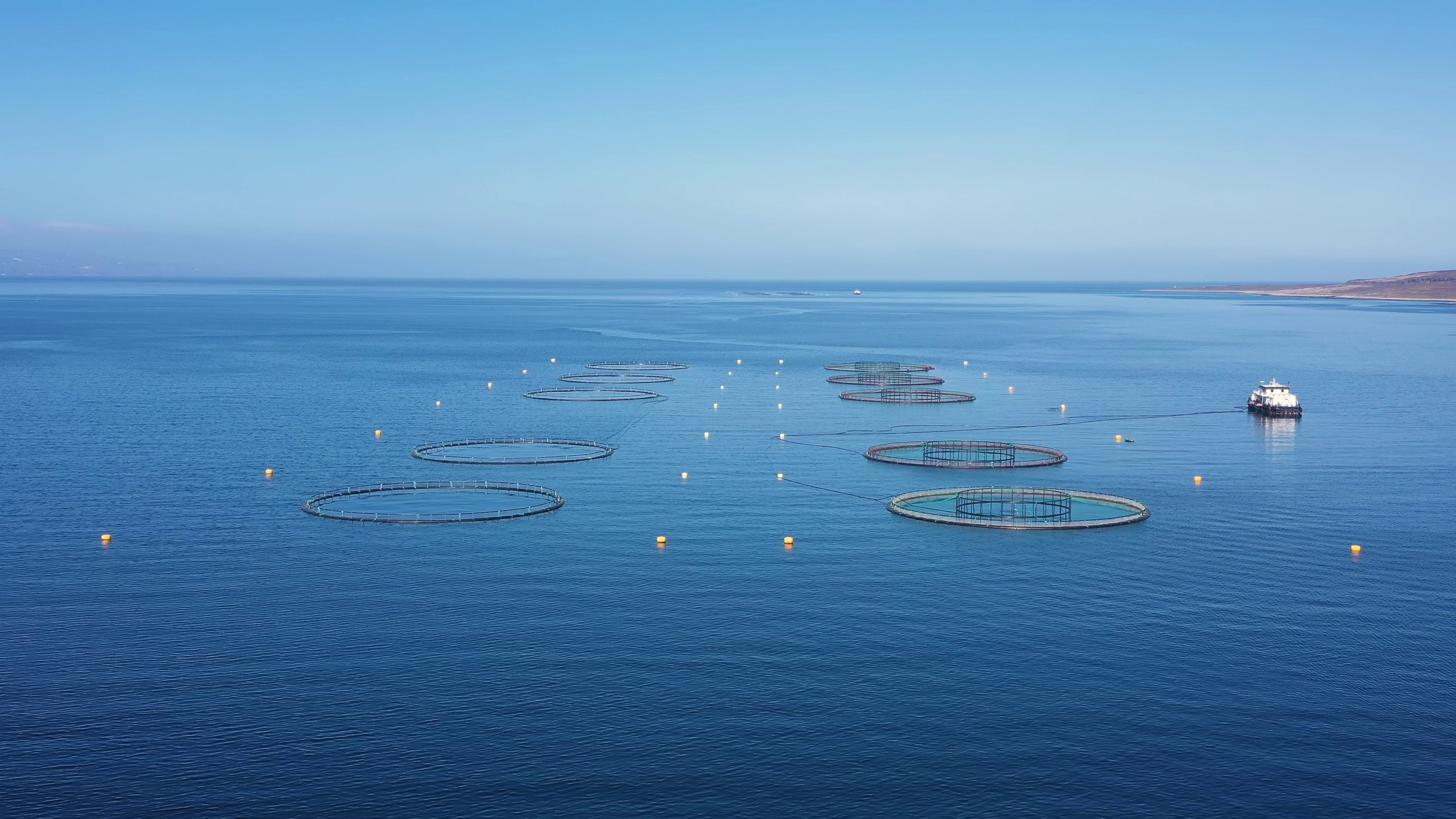 farm fishing  - Indian