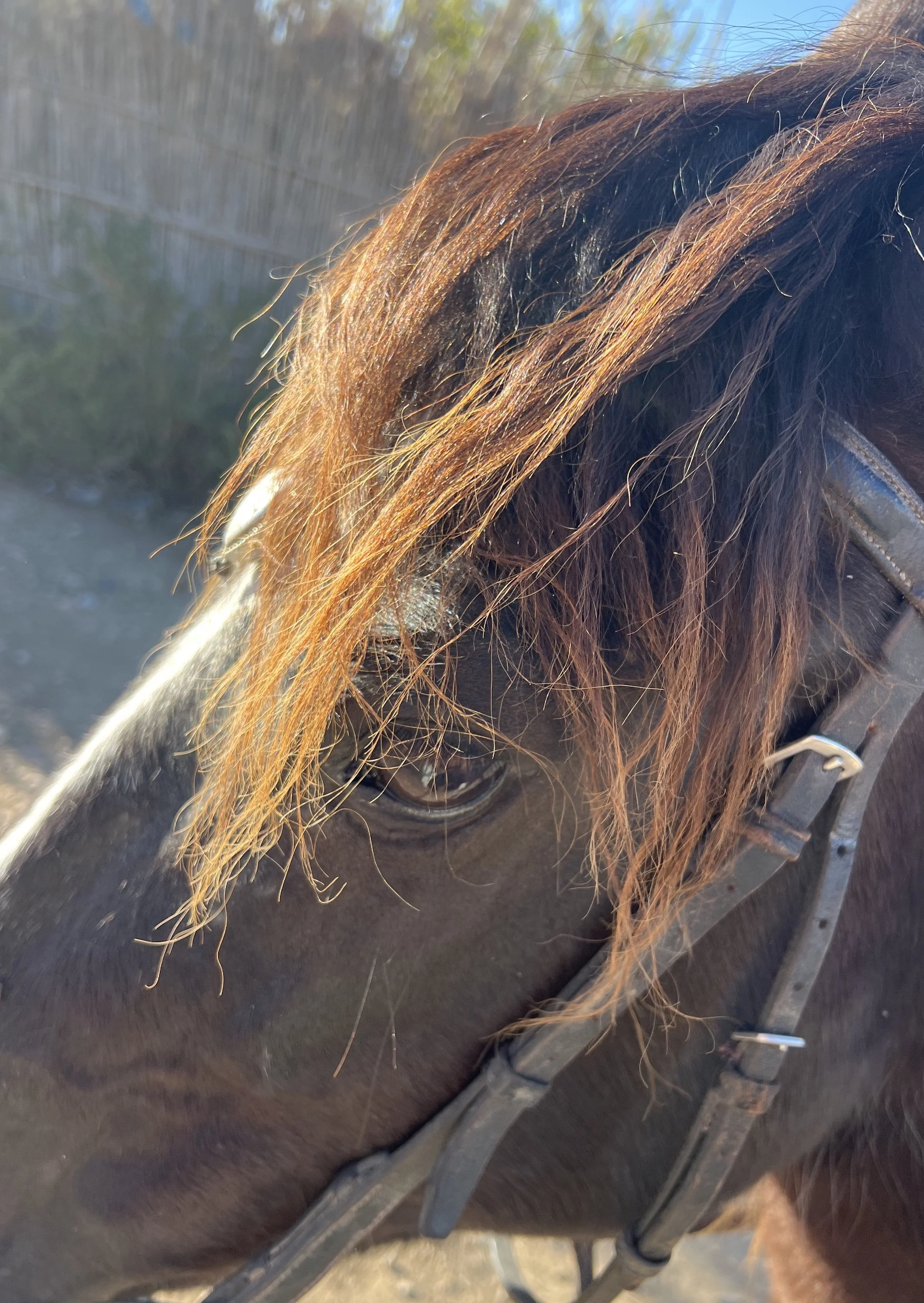 Close-up of a black horse with a brown mane, wearing a bridle, outdoors with sunlight highlighting the hair.