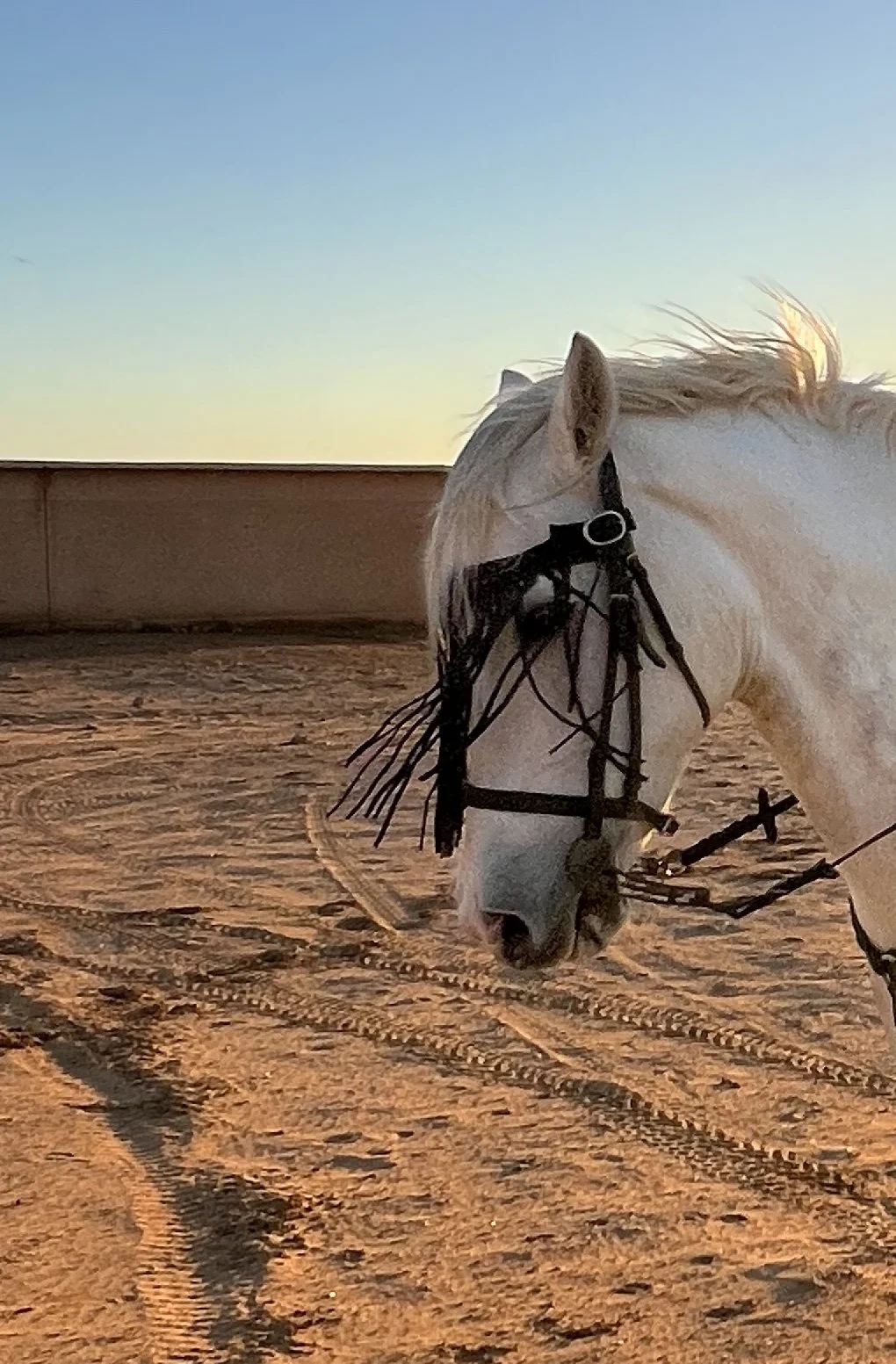 A white horse with a black bridle and decorative fringe stands on dirt ground at sunset, with a cloudless sky in the background.
