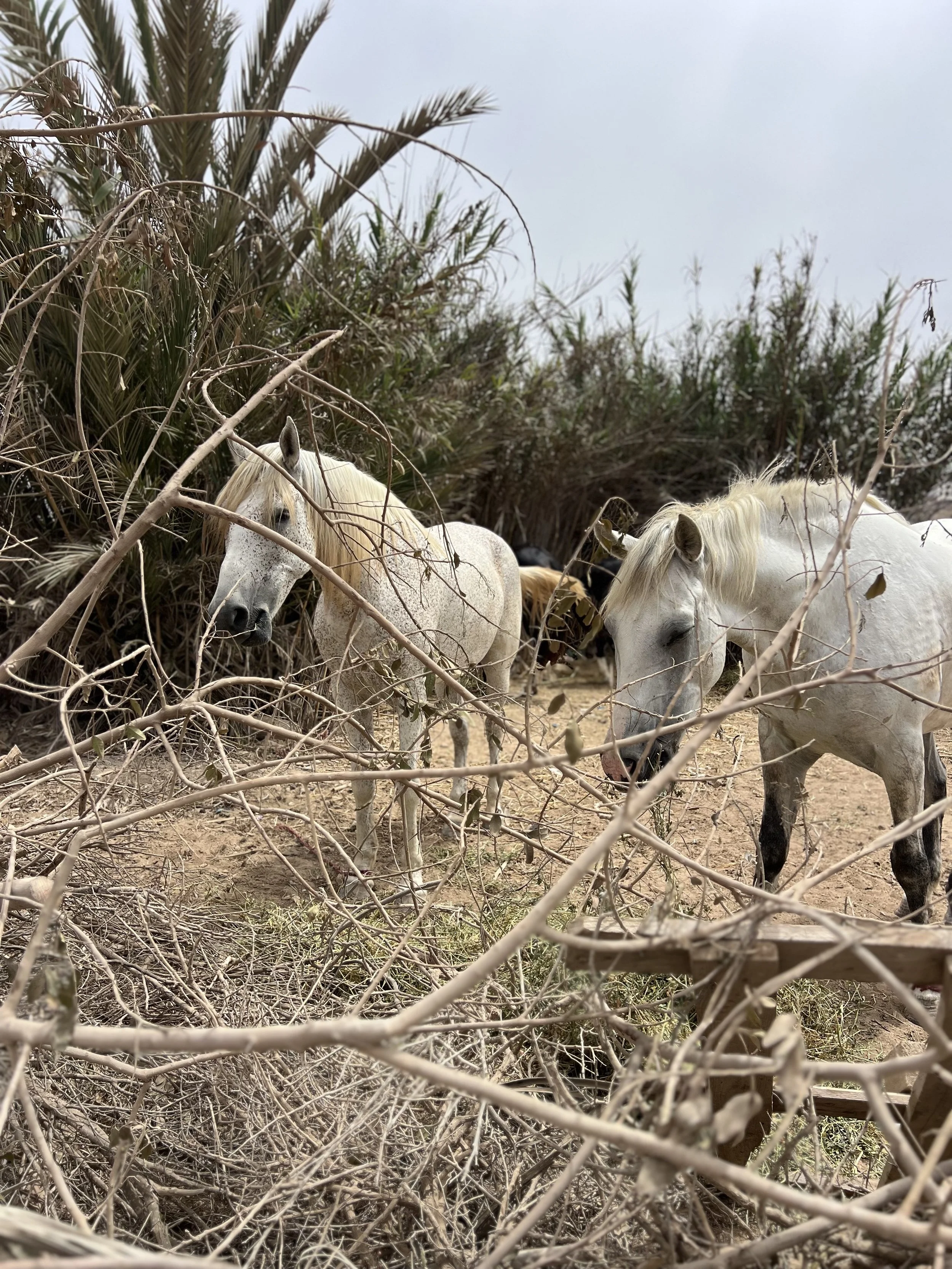 Two white horses standing among dry branches and bushes in a natural, outdoor setting.