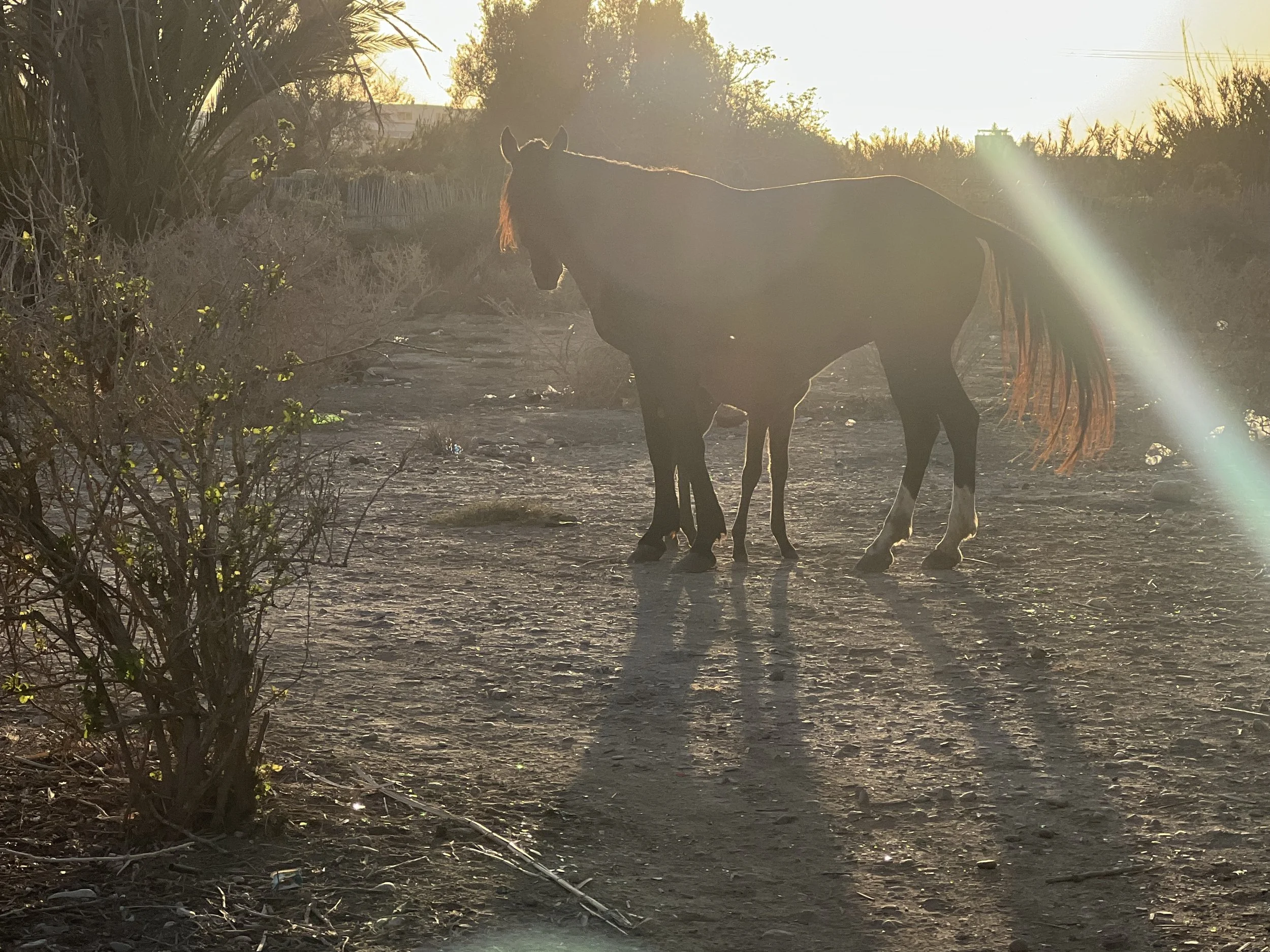 A horse standing on a dirt path at sunset with a foal beside it, surrounded by desert vegetation.