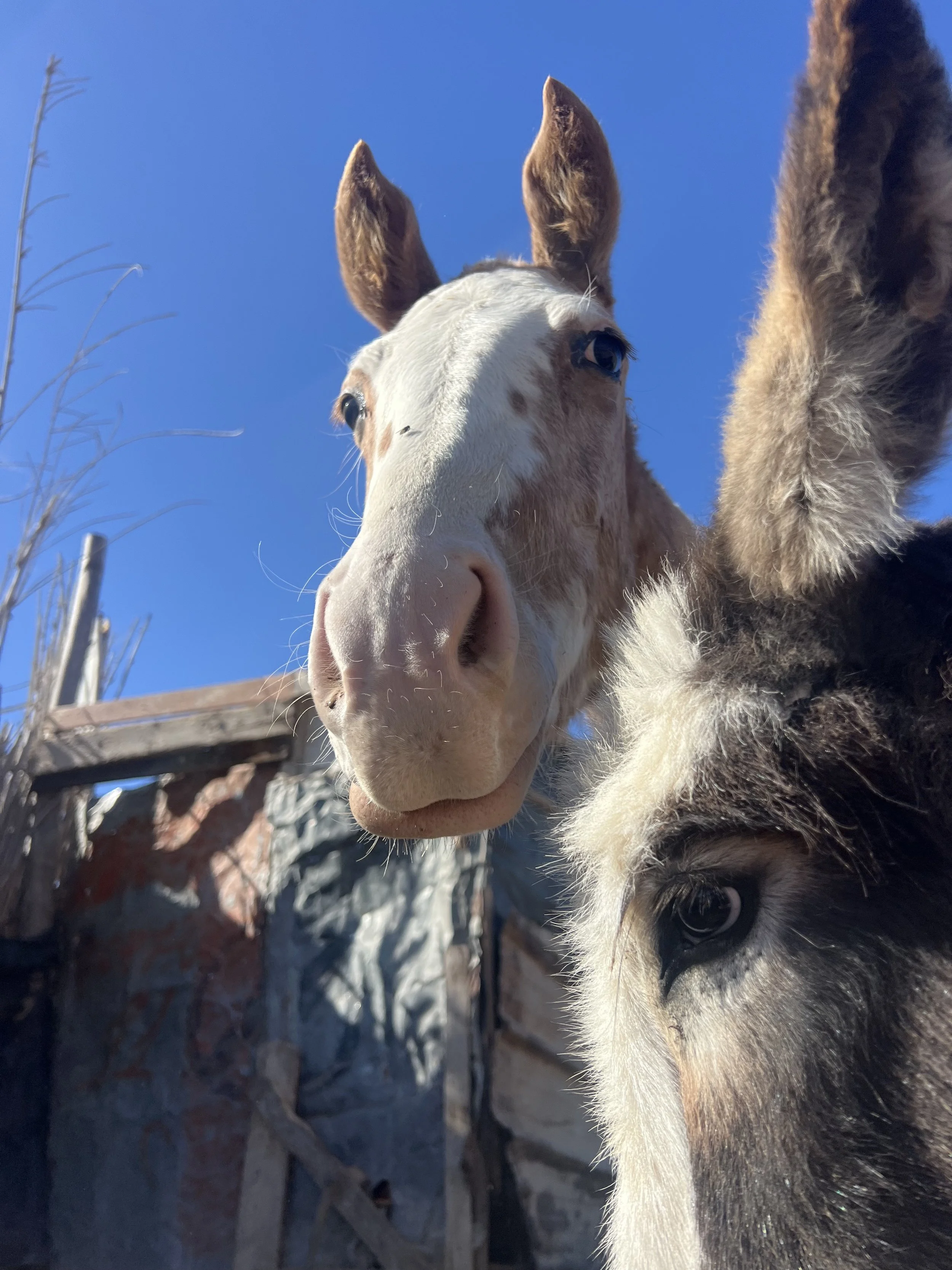 Close-up of a white and tan horse and a black and white donkey against a clear blue sky, with a weathered fence and wooden structure in the background.