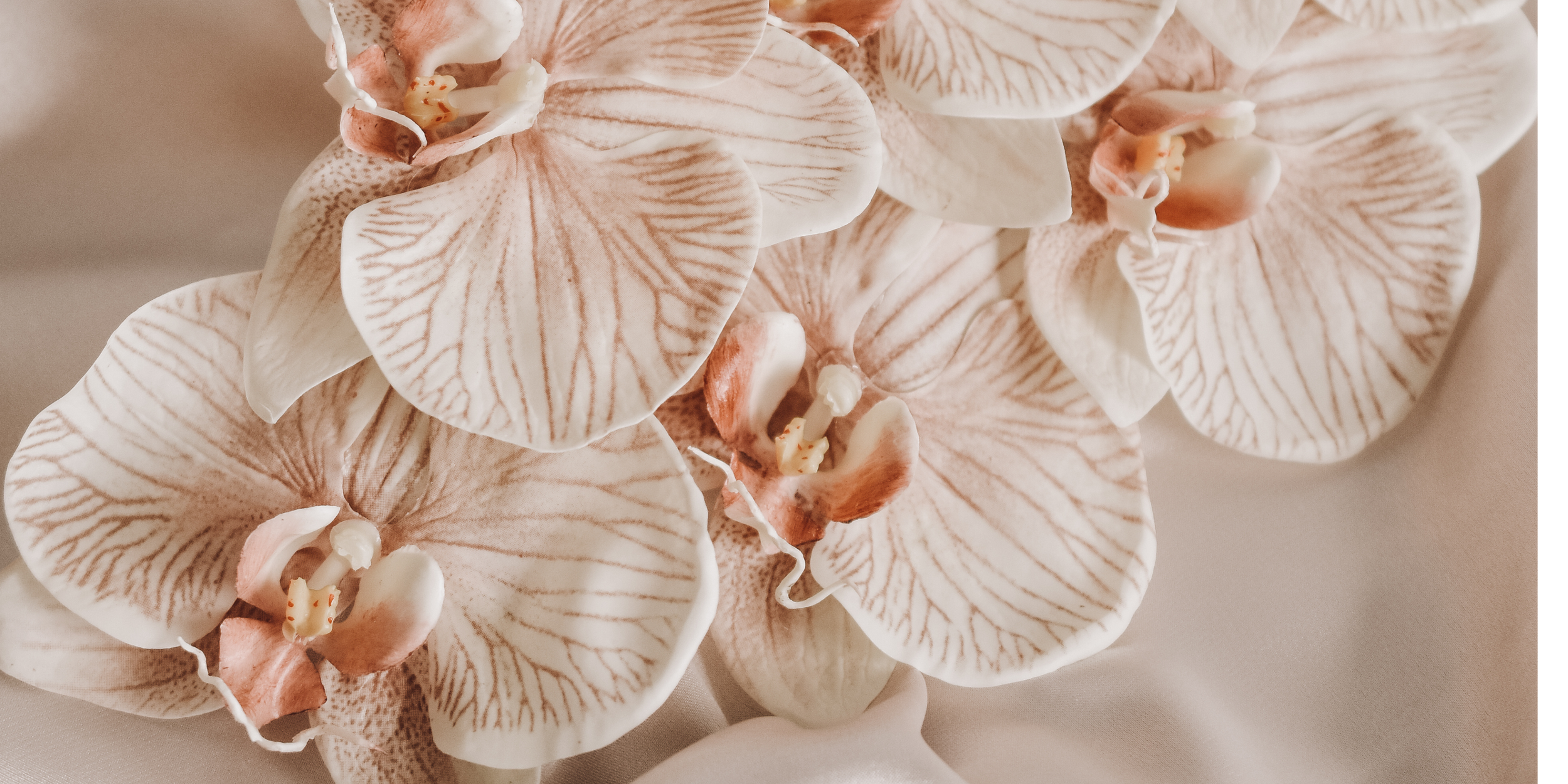 Close-up of light pink and white orchids with intricate veining on petals.