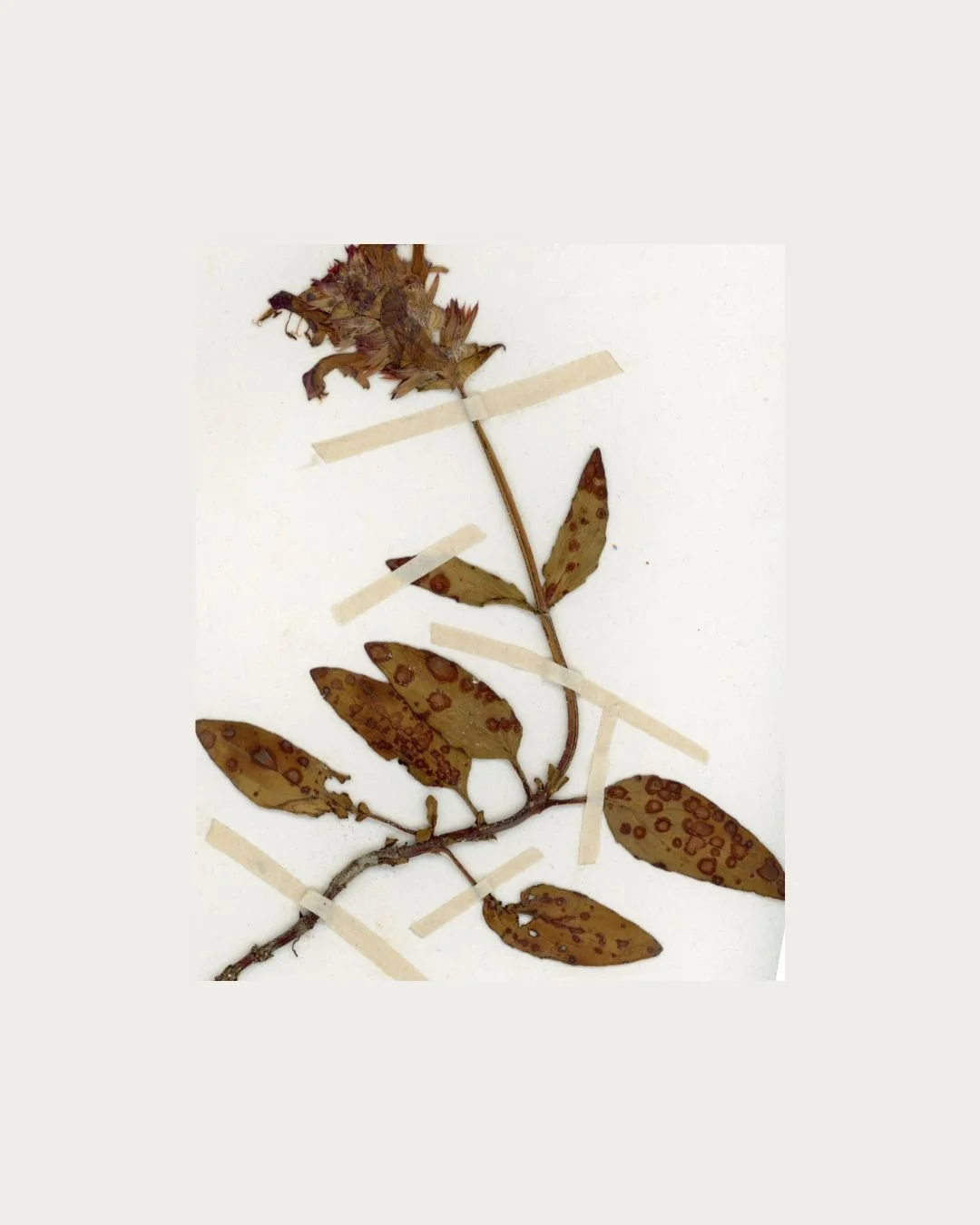 Prunella vulgaris (Self-Heal) – Variant Specimen copy.jpg