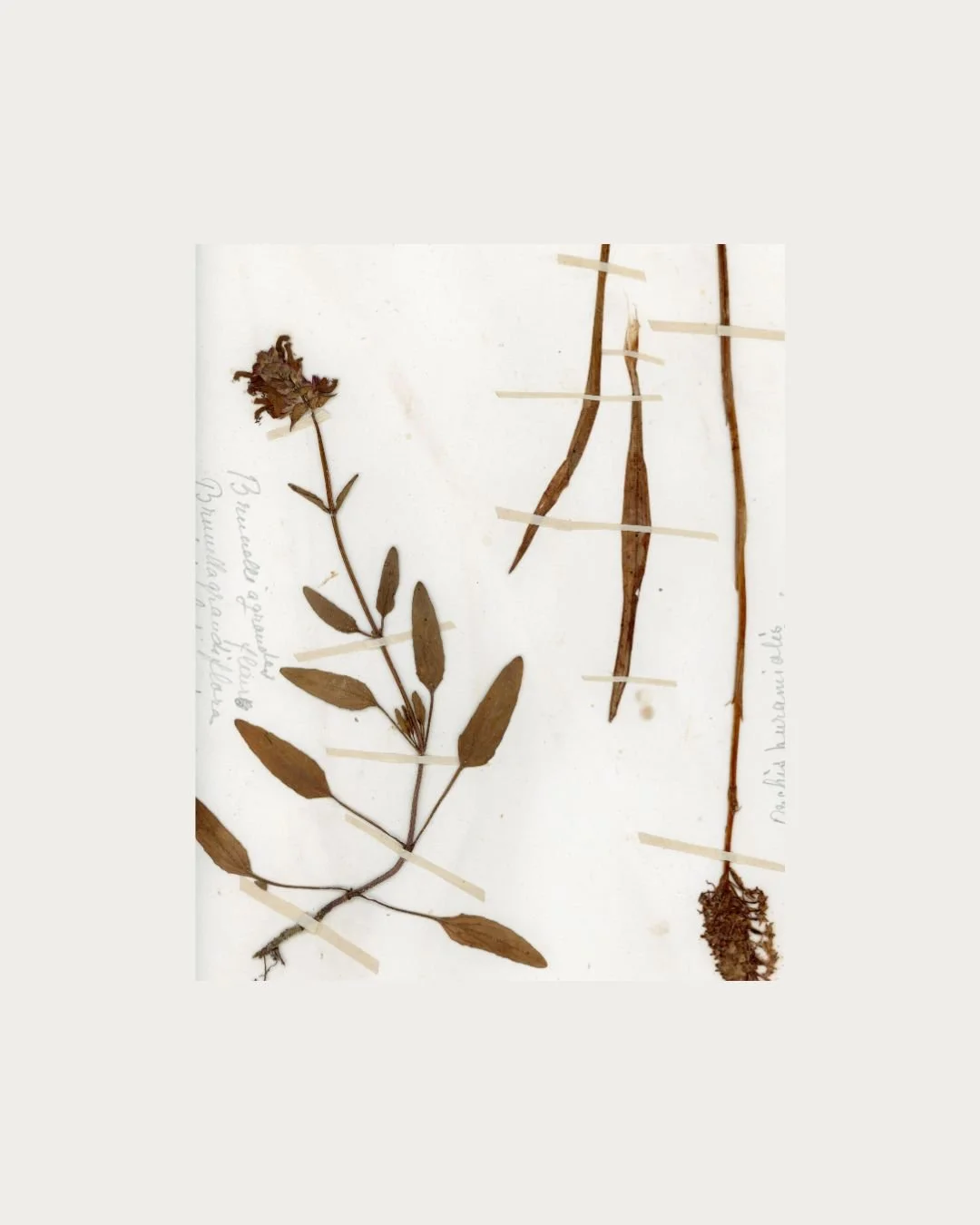 Brunnella grandiflora & Orchid Fragments copy.jpg