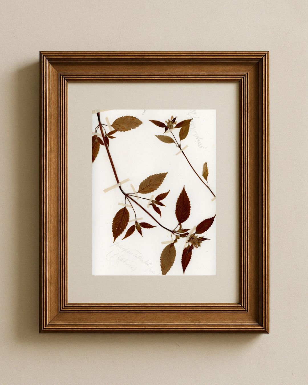 Hemp-nettle (Galeopsis tetrahit)