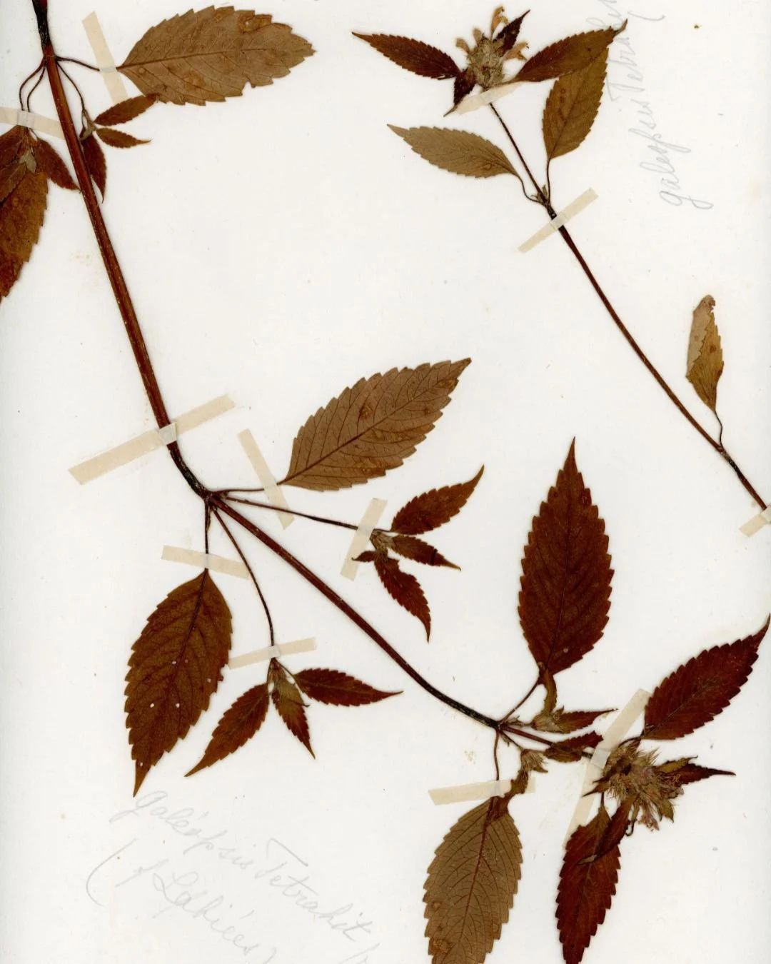 Galeopsis tetrahit (Hemp-nettle) (3).jpg