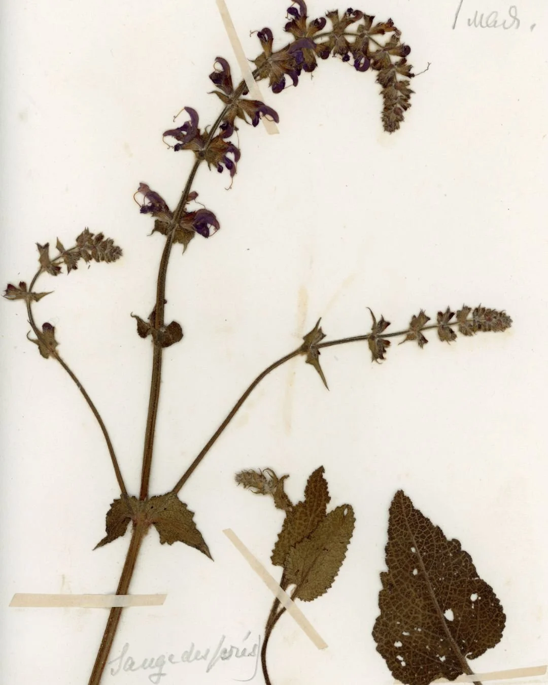 Salvia pratensis (Meadow Sage) (2).jpg