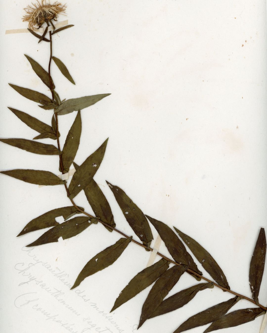 Centaurée des Montagnes 2.jpg