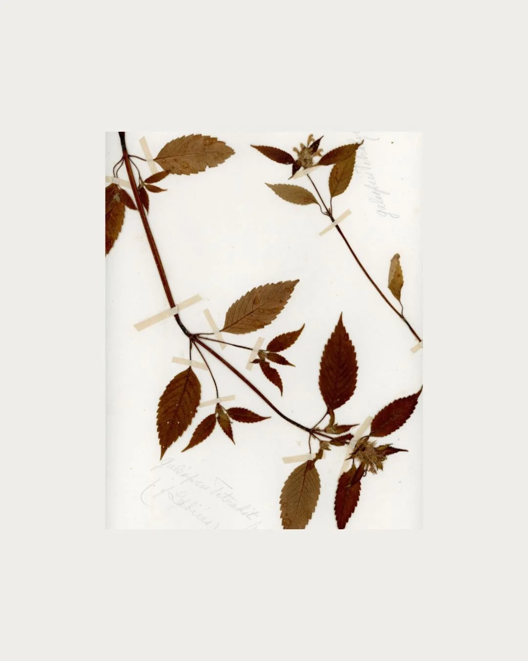 Galeopsis tetrahit (Hemp-nettle) (2).jpg