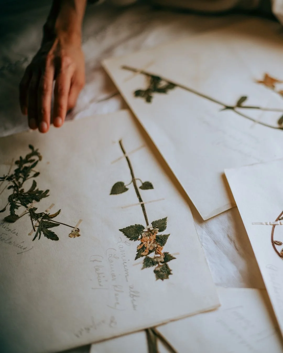 There&rsquo;s a small box in my studio that&rsquo;s been traveling with me for a few years now. I never meant for it to become anything important&mdash;just a place to tuck the little pieces of Provence I didn&rsquo;t want to lose. A sprig of rosemar