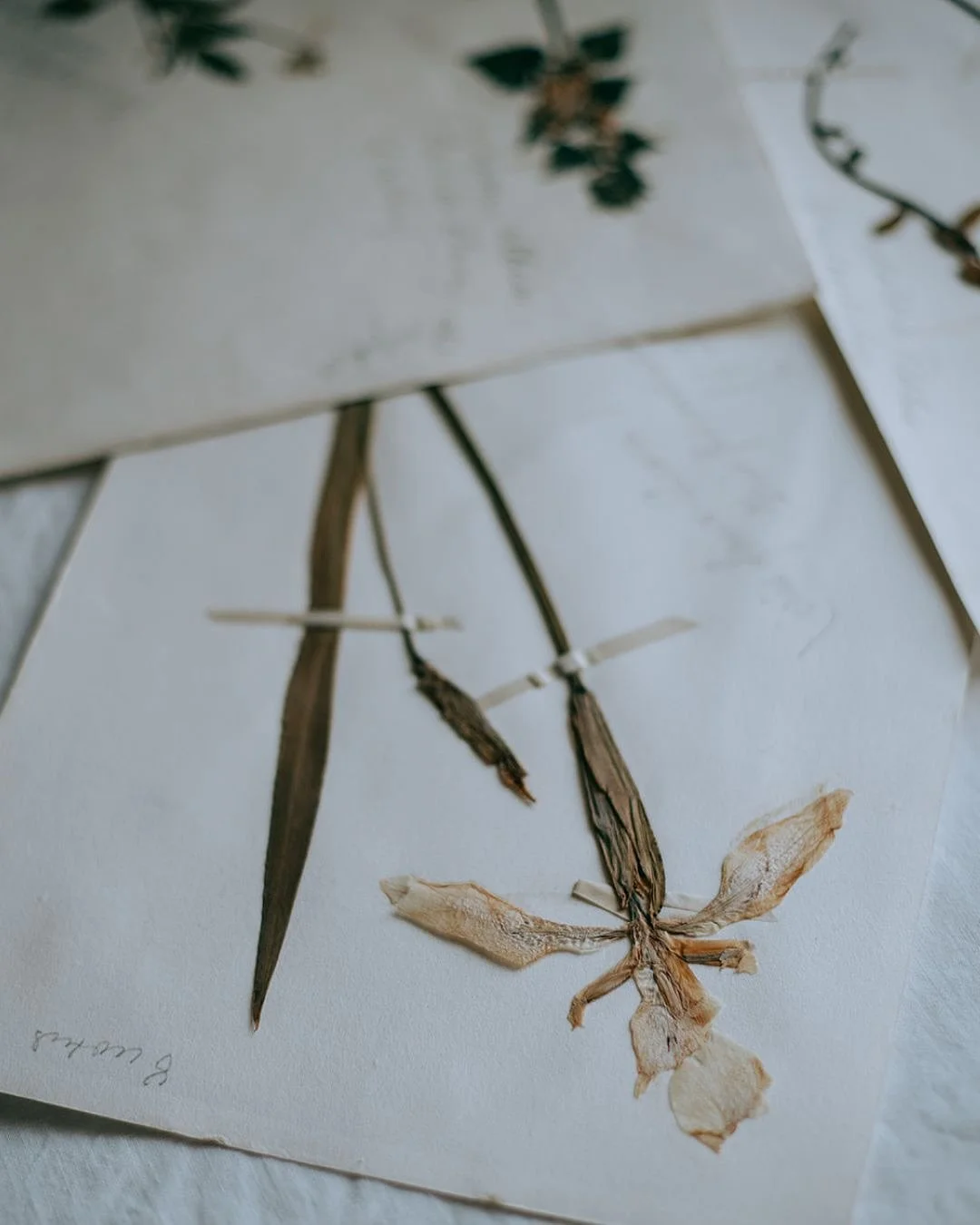 This Friday evening, I&rsquo;ll be set up at the Harpeth Hotel @harpethhotel for the Franklin Art Crawl @artcrawlfranklin , and I&rsquo;d love for you to stop by.

From 6&ndash;9 pm on January 2nd, I&rsquo;ll be sharing Garden Printed Scarves and a s