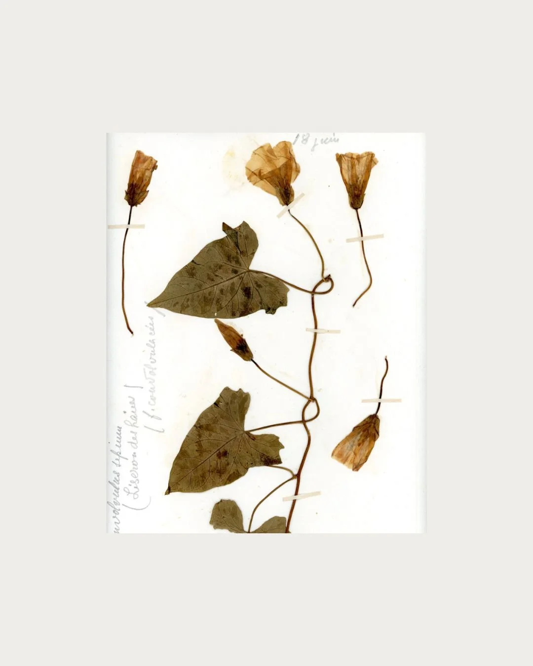 Calystegia sepium (Hedge Bindweed) 2.jpg