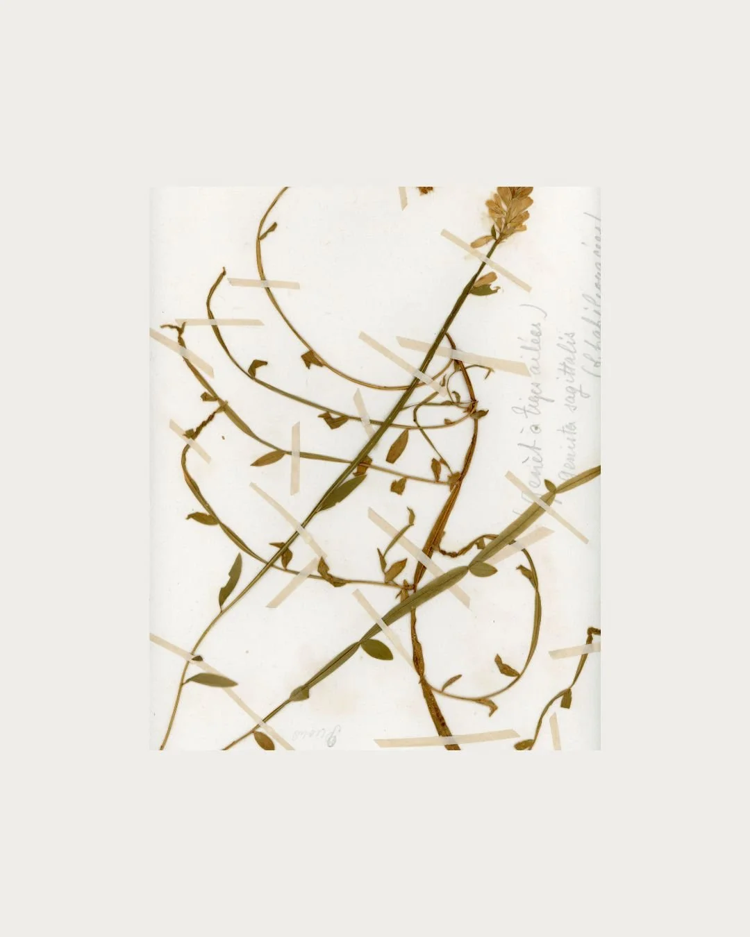 Camelina sagittata (False Flax) copy.jpg