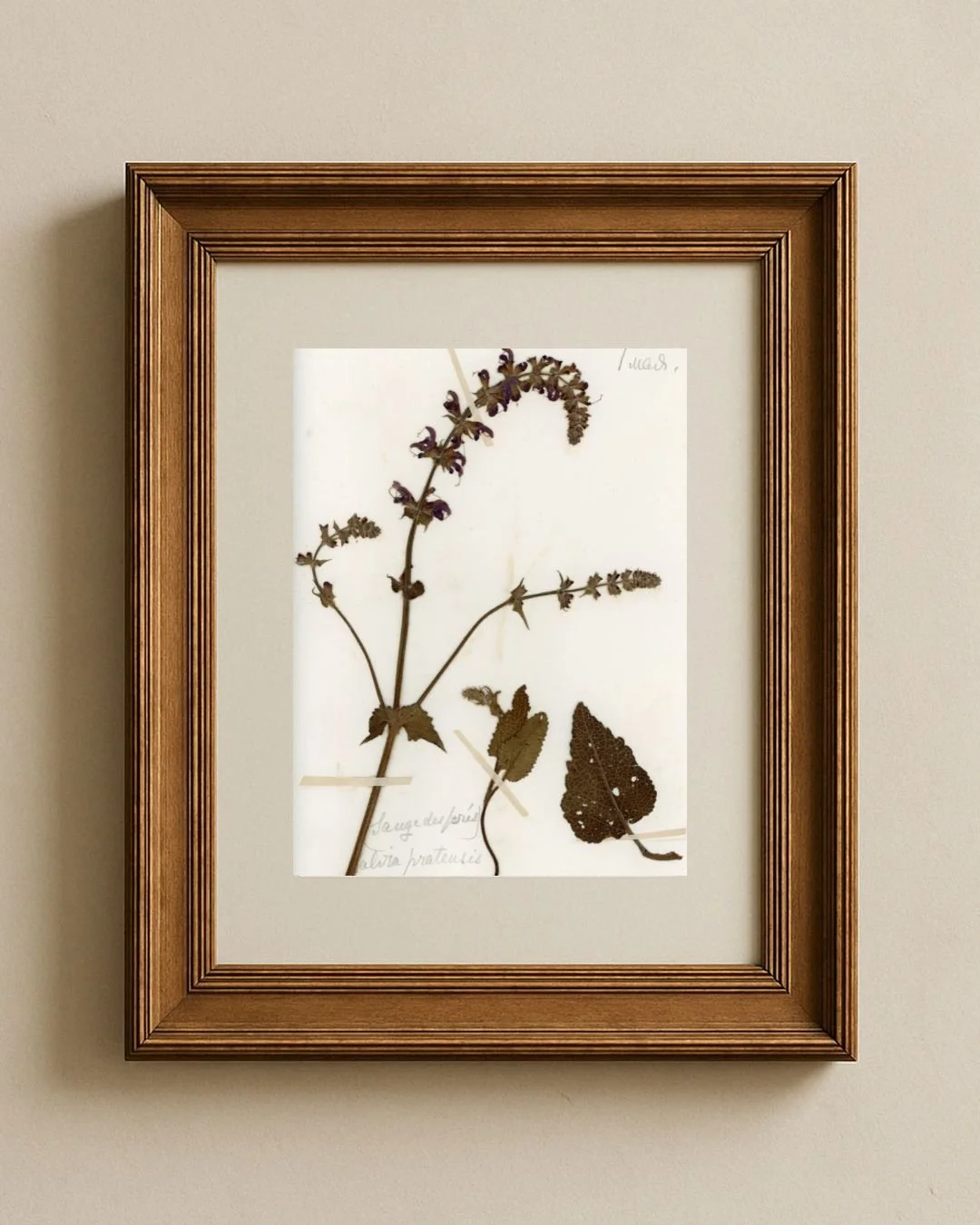 Salvia pratensis (Meadow Sage)