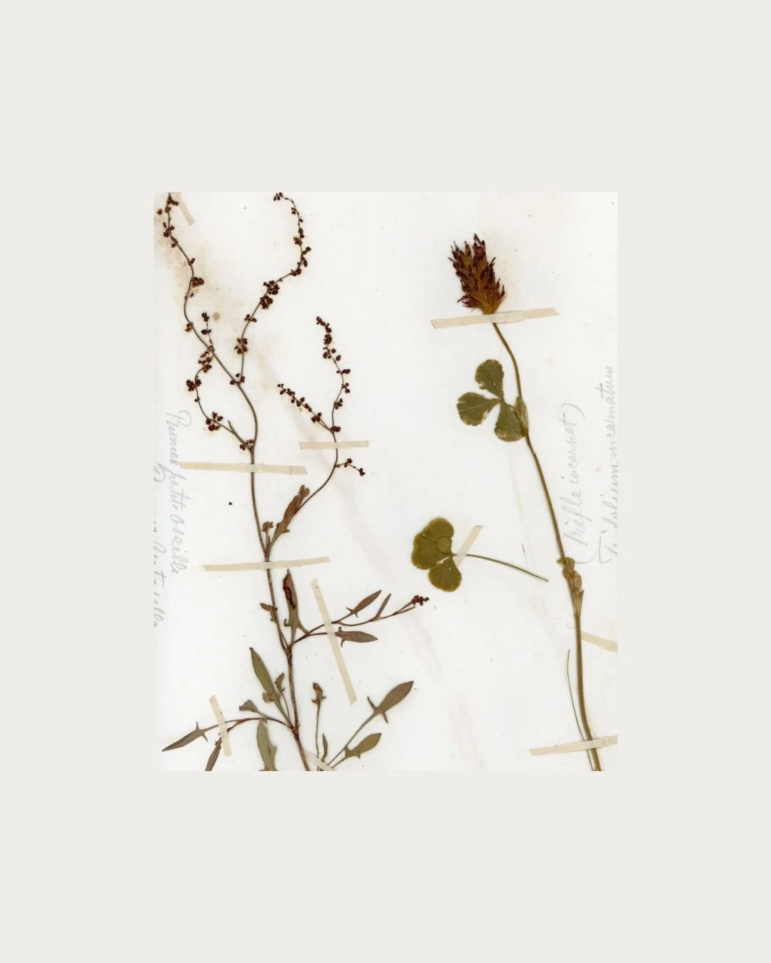 Rumex acetosella & Trifolium monanthemum (2).jpg