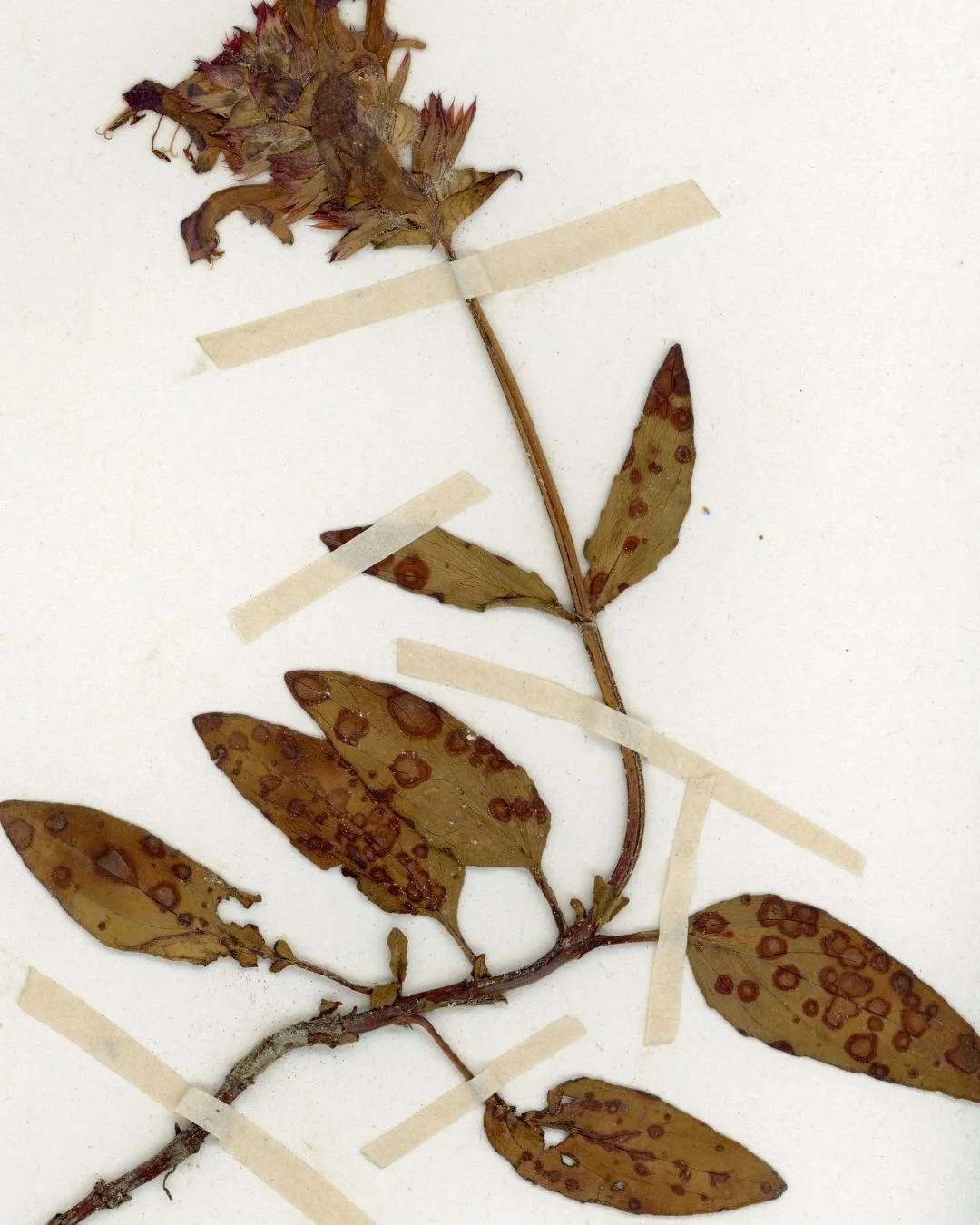 Prunella vulgaris (Self-Heal) (2).jpg